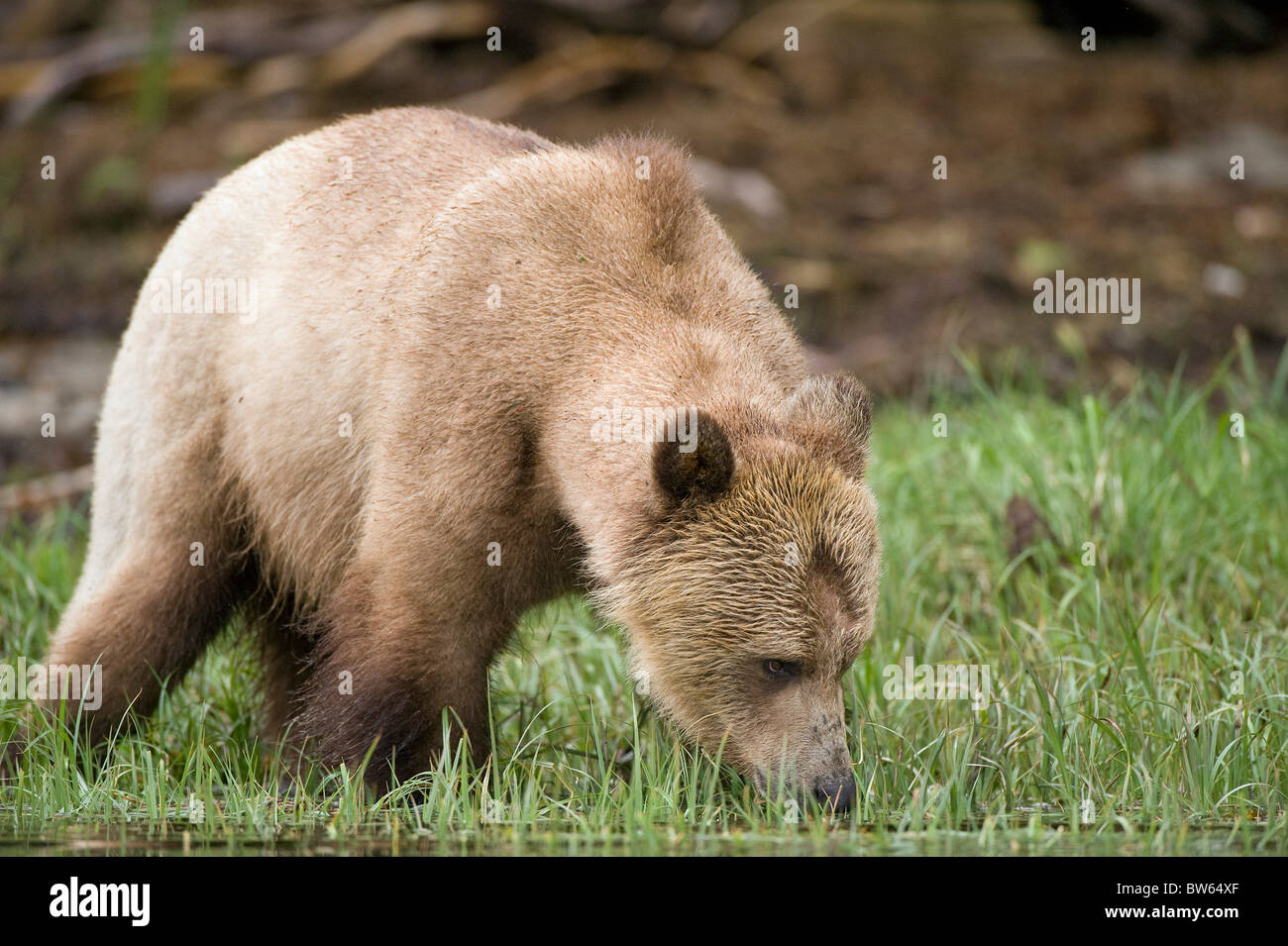 Orso grizzly Ursus arctos horribilis femmina di ingresso del cavaliere Foto Stock