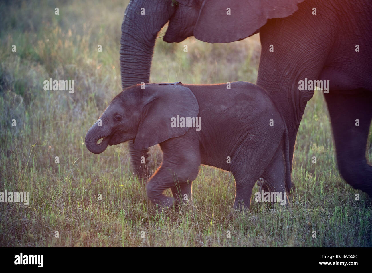 Elefante africano a piedi di vitello nella prateria aperta con il suo tronco nella sua bocca nella luce della sera Duba Plains Okavango Delta Foto Stock