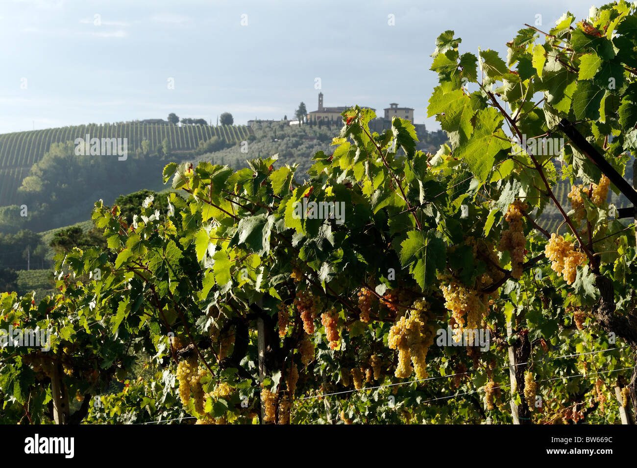 Maturazione delle uve di Vernaccia di San Gimignano e vinary su una collina in background,Toscana Italia Foto Stock