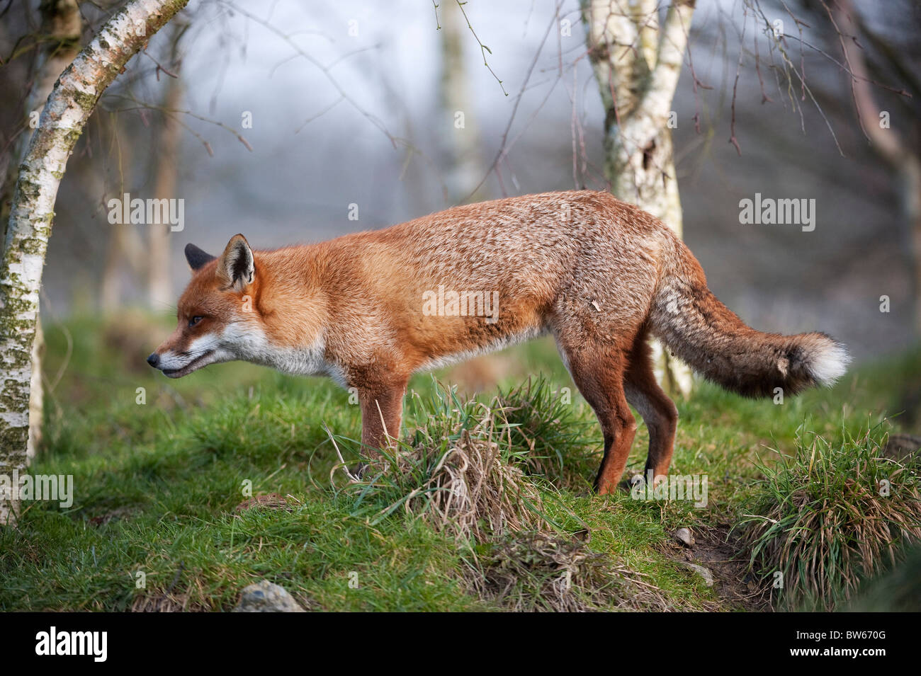 Red Fox in piedi in boschi REGNO UNITO Foto Stock