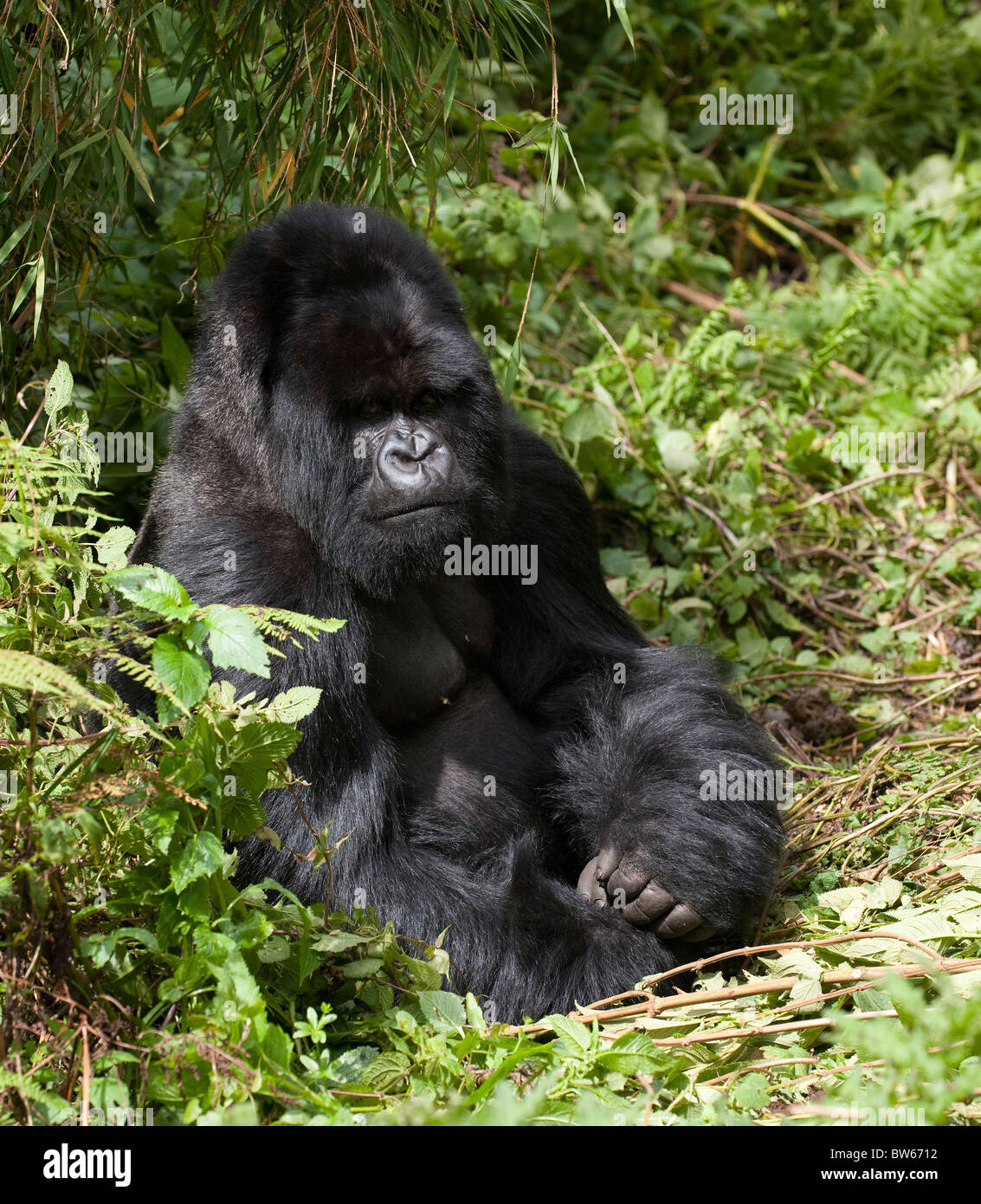 Gorilla Silverback seduta nel sottobosco gorilla Gorilla beringei maschio Parc National des Volcans Ruanda Foto Stock