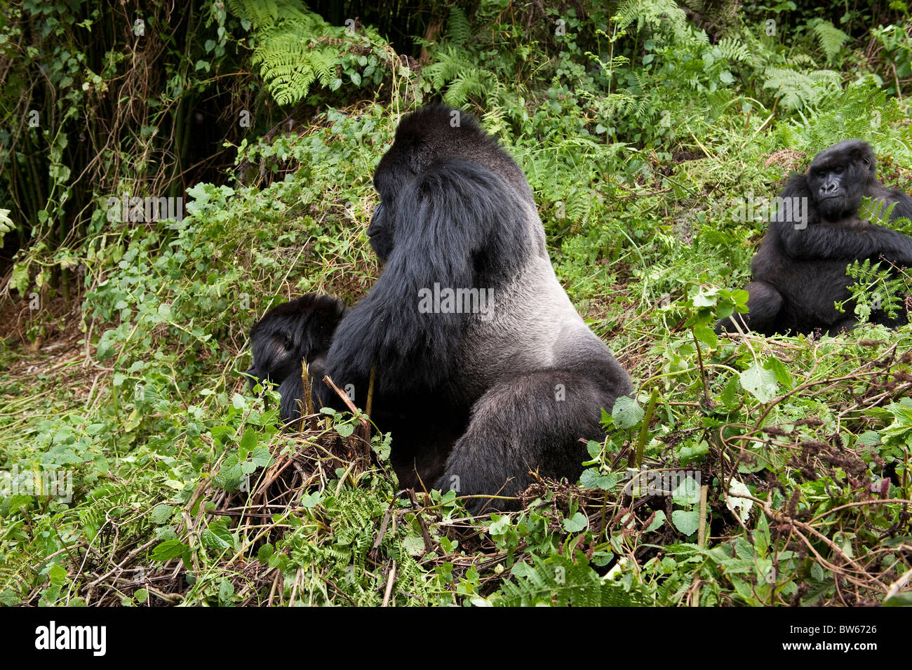 I gorilla di montagna coniugata di sottobosco Gorilla gorilla beringei maschio Parc National des Volcans Ruanda Foto Stock