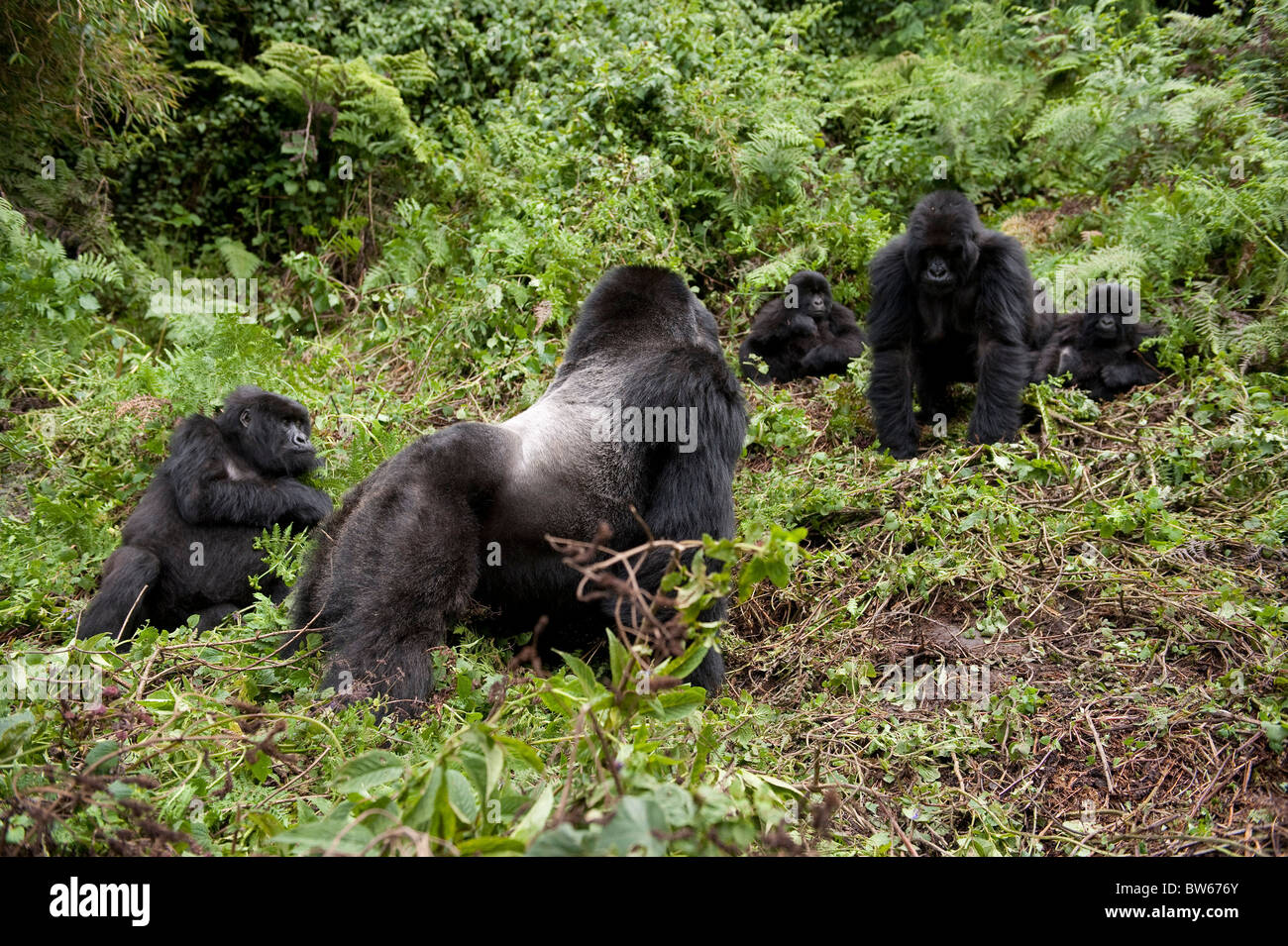 Gorilla di Montagna familly maschio Beringei Parc National des Volcans Ruanda Foto Stock