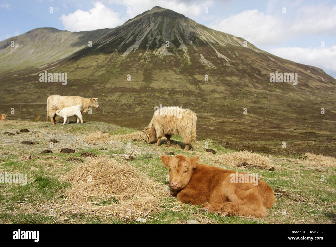 Highland mucca bovini domestici Bos tarus vitelli con Foto Stock