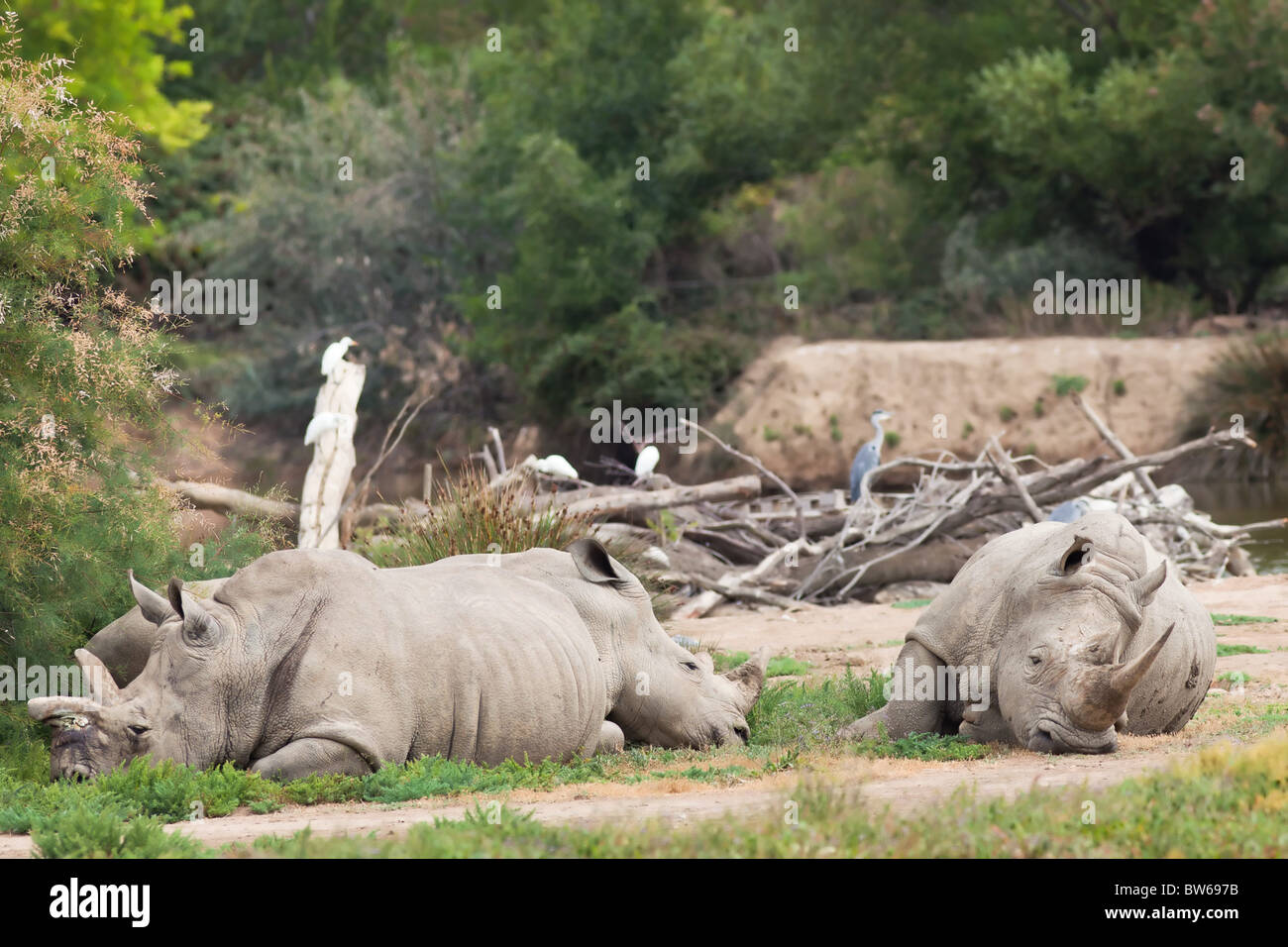 Gruppo di rinoceronte di posa in natura Foto Stock