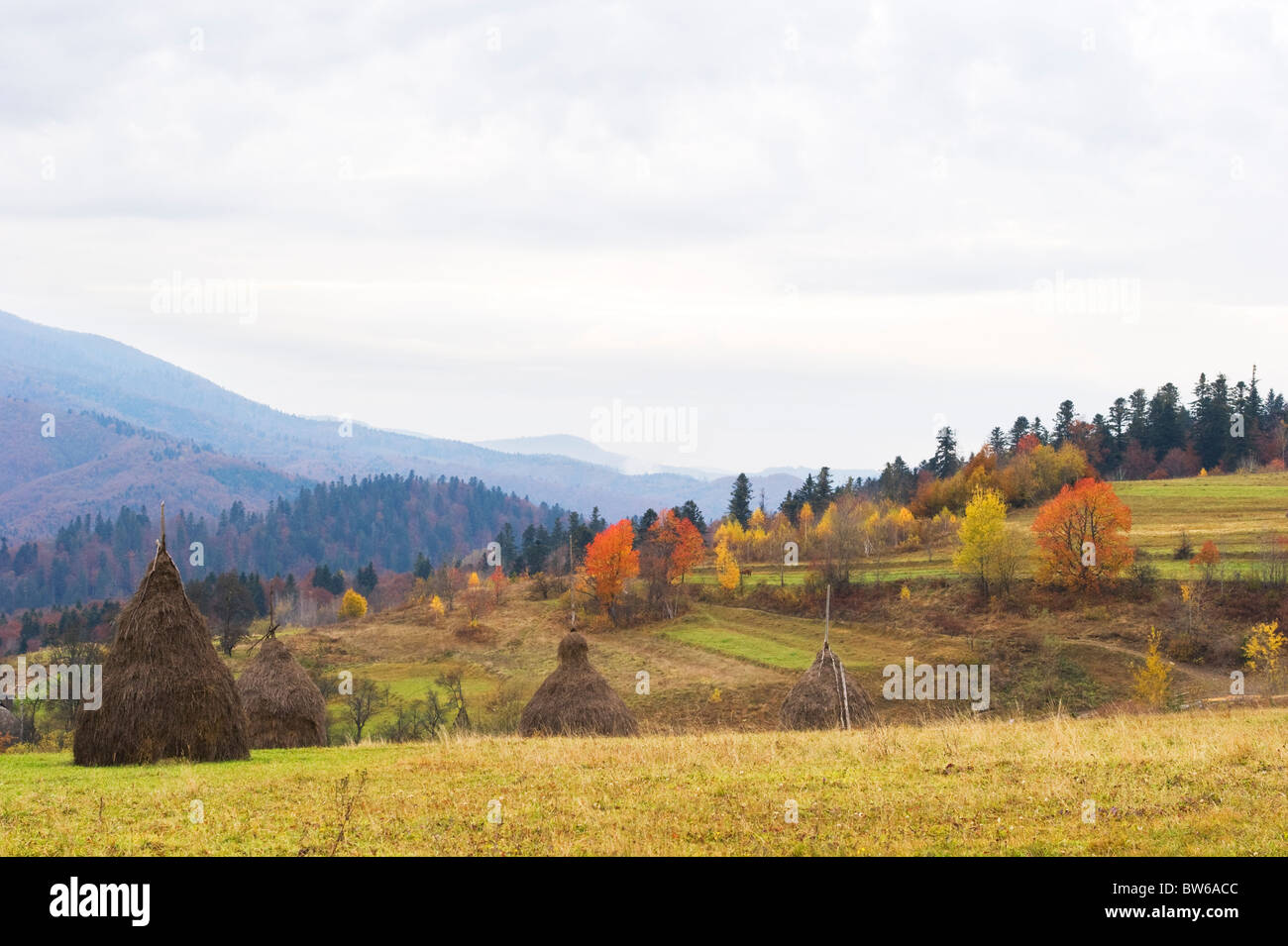 Splendida veduta autunnale delle montagne dei Carpazi. L'Ucraina Foto Stock