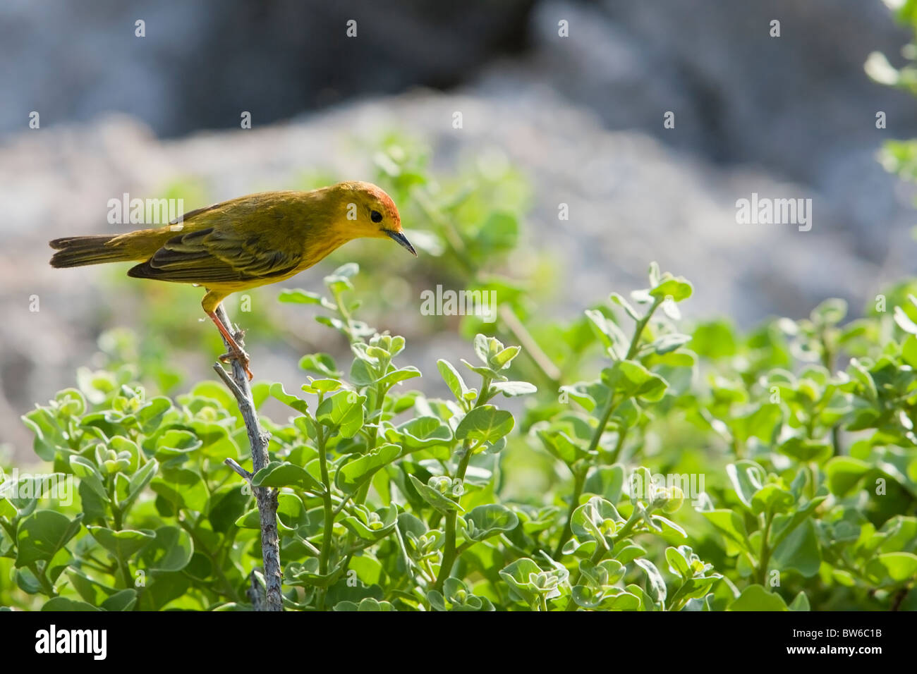 Trillo giallo (Dendroica petechia aureola), sottospecie Galapagos, maschio rovistando sull isola Genovesa, Galapagos. Foto Stock