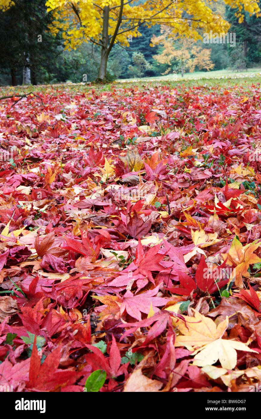 Colore di autunno a Westonbirt Arboretum, vicino a Tetbury nel Gloucestershire Foto Stock