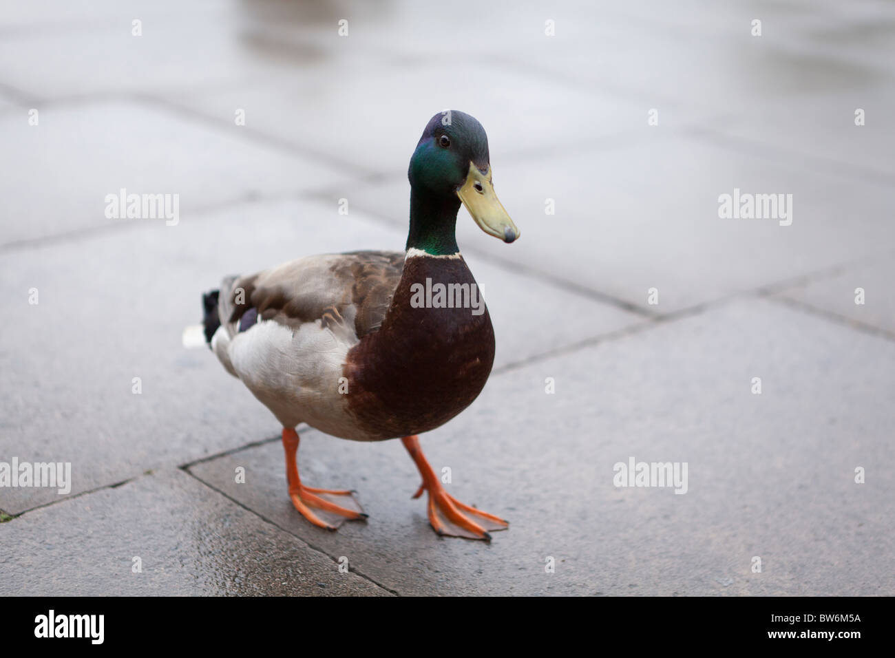 Germano reale - Anas platyrhynchos, camminando sul marciapiede,Richmond Upon Thames,Surrey, Inghilterra Foto Stock