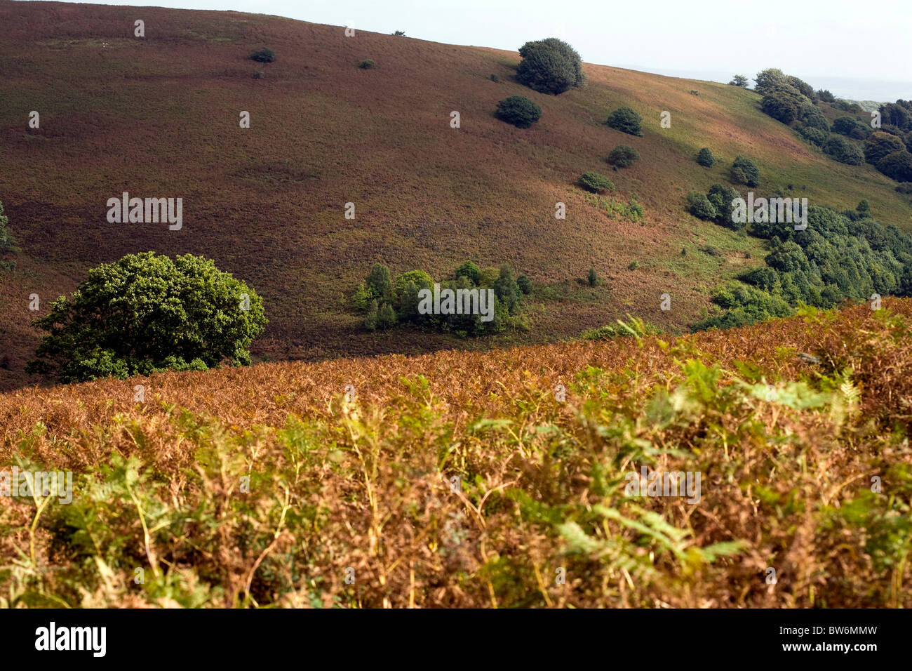 Alberi di quercia crescente tra i bracken pendenze coperte di Sugar Loaf Mynydd Pen-y-caduta Abergavenny Monmouthshire Galles Foto Stock