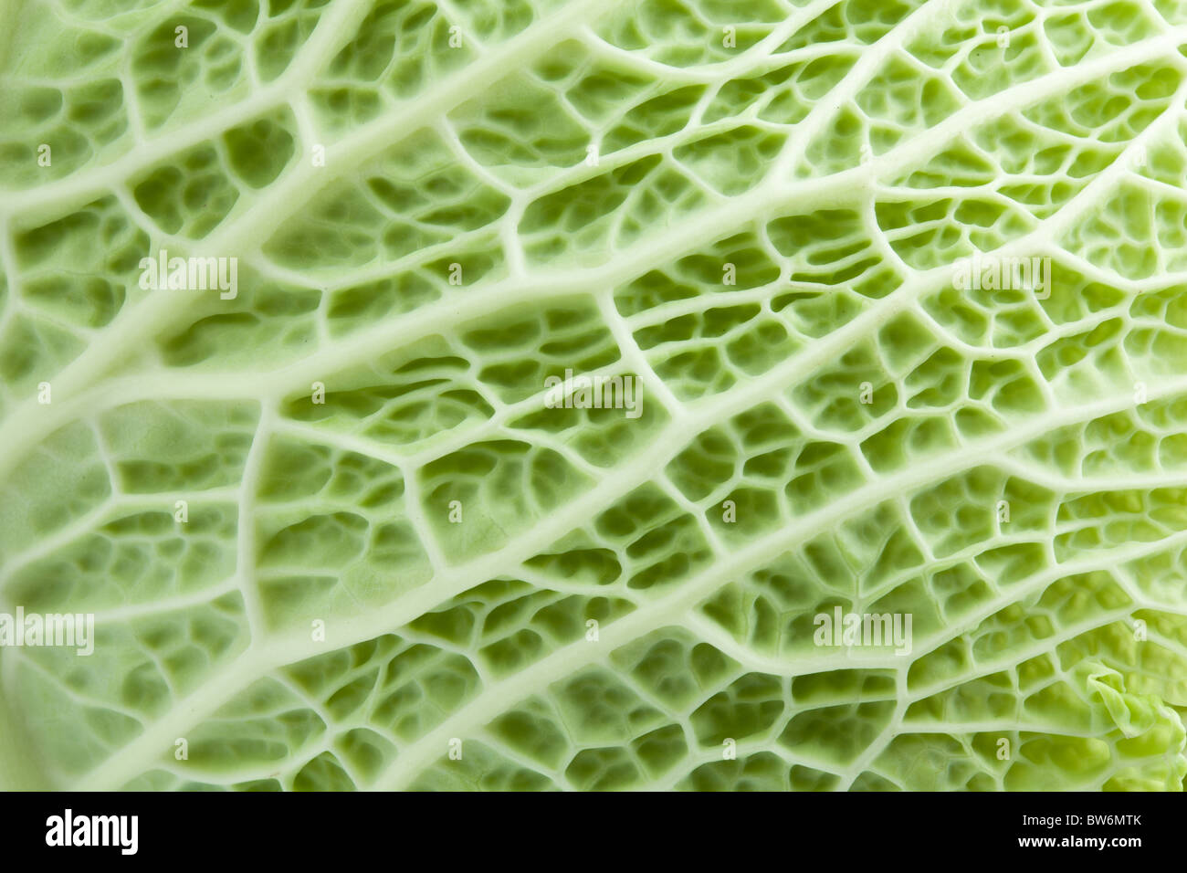 Struttura di immagine foglia di cavolo Foto Stock