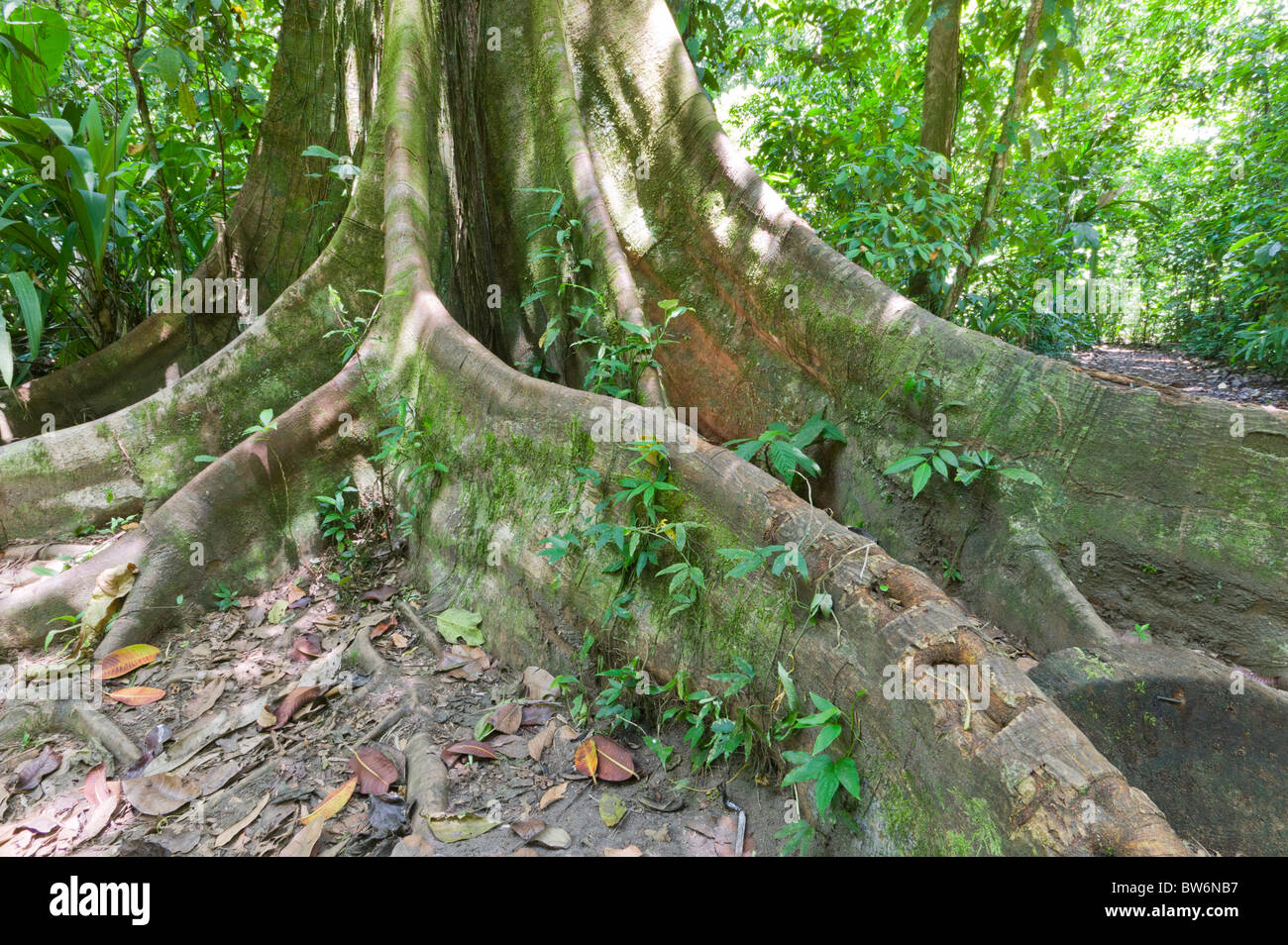 Foresta di pioggia, tortuguero, Costa Rica, America Centrale Foto Stock