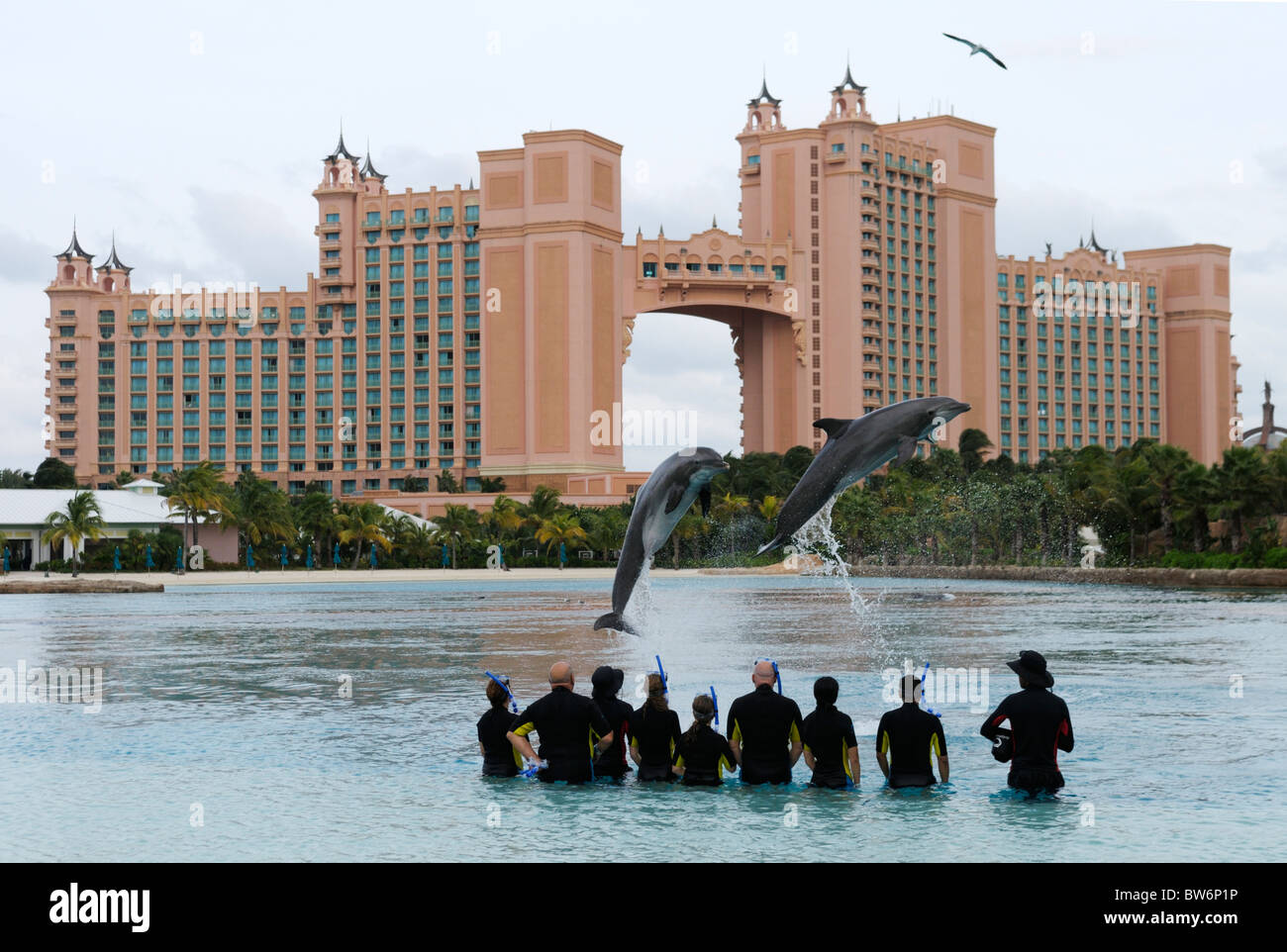 I delfini salto per i partecipanti in una interazione con i delfini, Atlantis Resort, Paradise Island, Bahamas Foto Stock