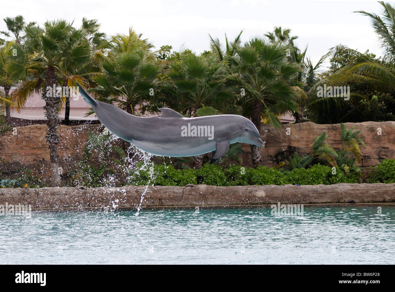 Captive dolphin salta fuori dell'acqua, Atlantis Resort Bahamas Foto Stock
