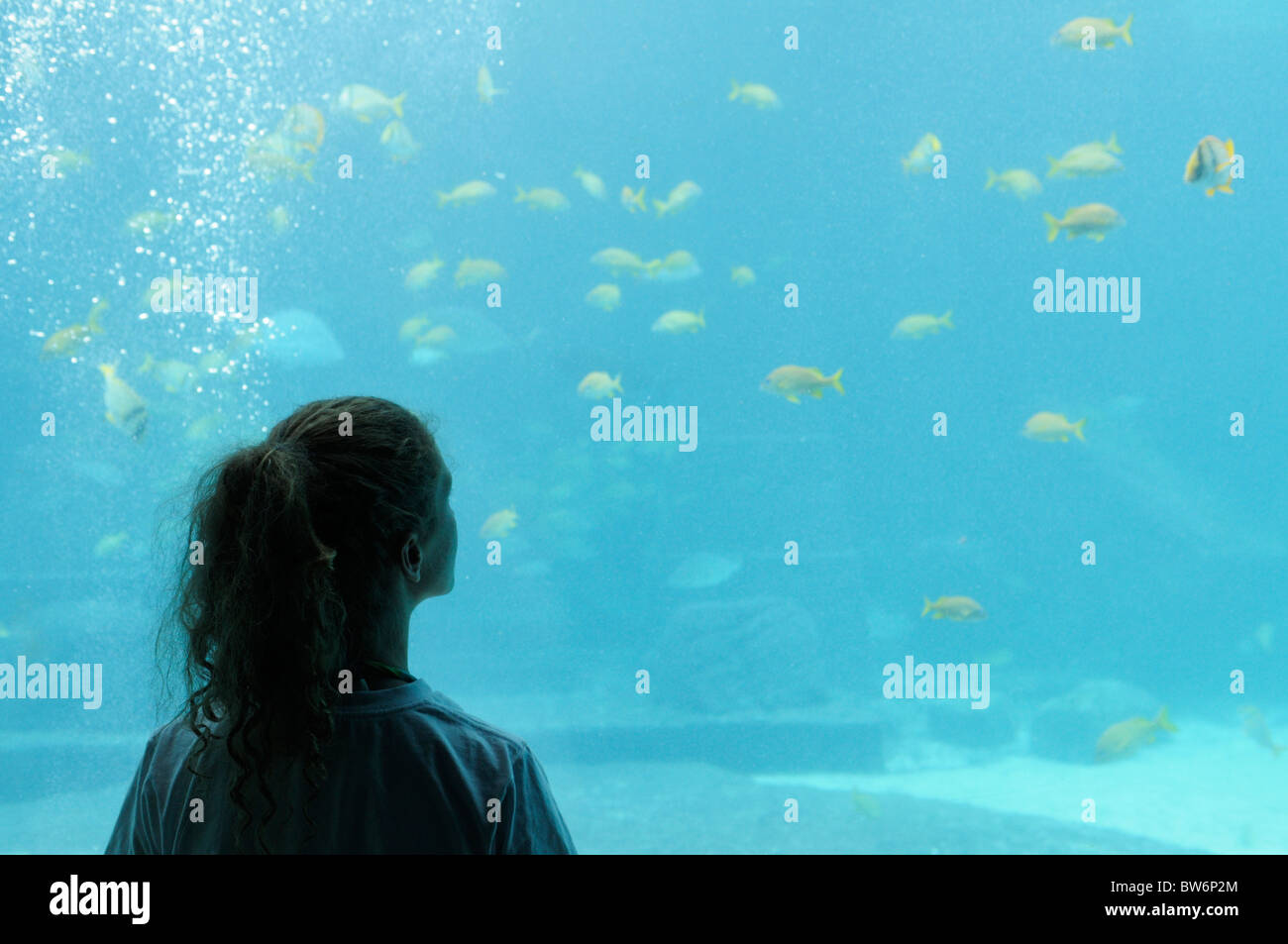 Ragazza la visione di pesce in uno dei tanti grandi vasche acquari all'Atlantis Resort Bahamas Foto Stock