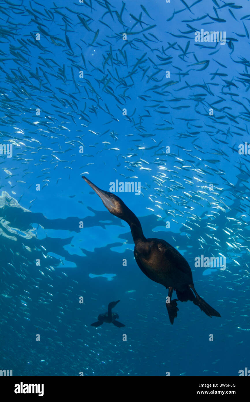 Cormorano caccia subacquea Foto Stock