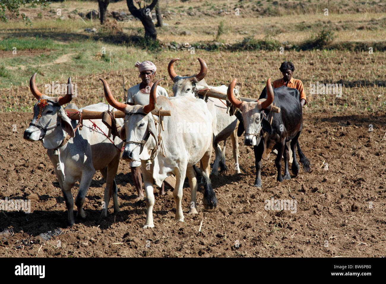 Campo di aratura, Rajasthan, India Foto Stock