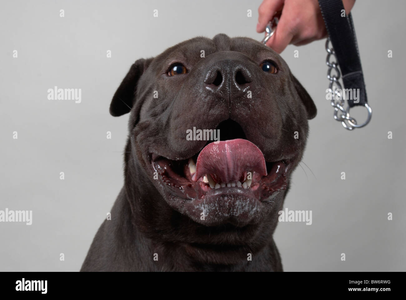 Sharpei american pit bull Croce chiamava Harvey. Foto Stock