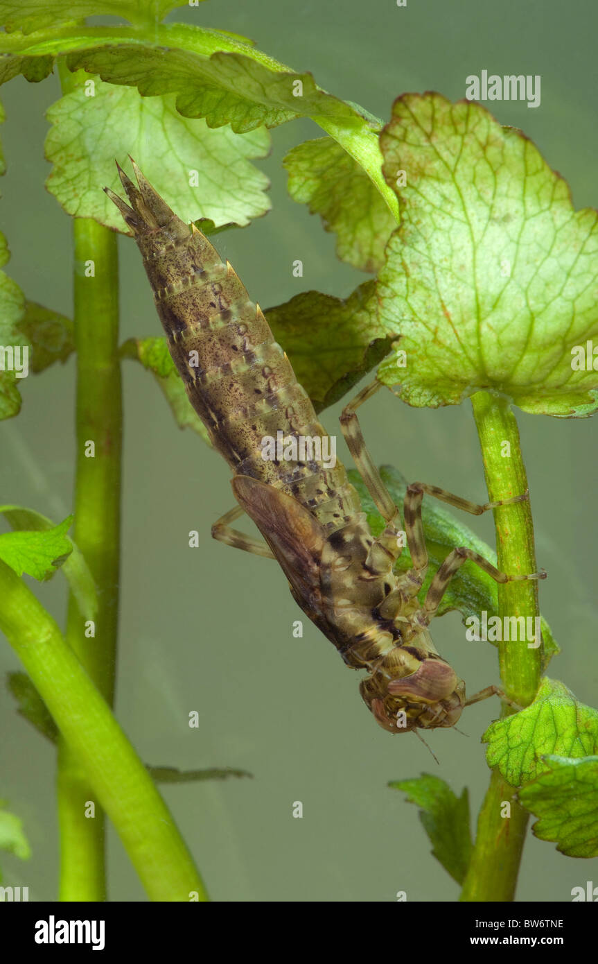Blu-verde Darter, Aeshna sud, sud Hawker (Aeshna cyanea), larva aggrappandosi ad una pianta acquatica. Foto Stock