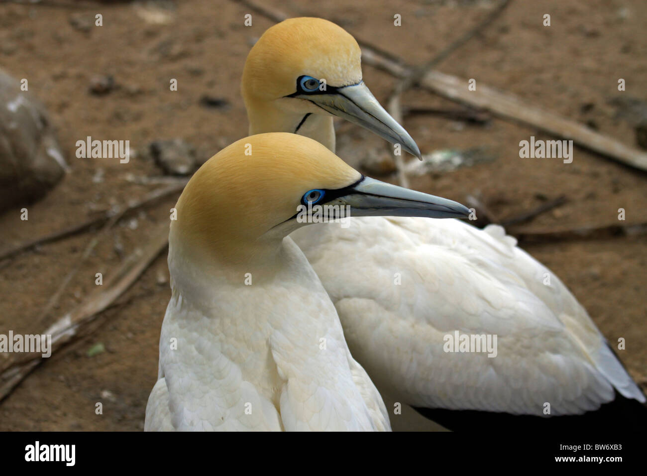 Una coppia di cape sule, (Morus capensis) nel mondo di uccelli, Hout Bay, Sud Africa. Foto Stock