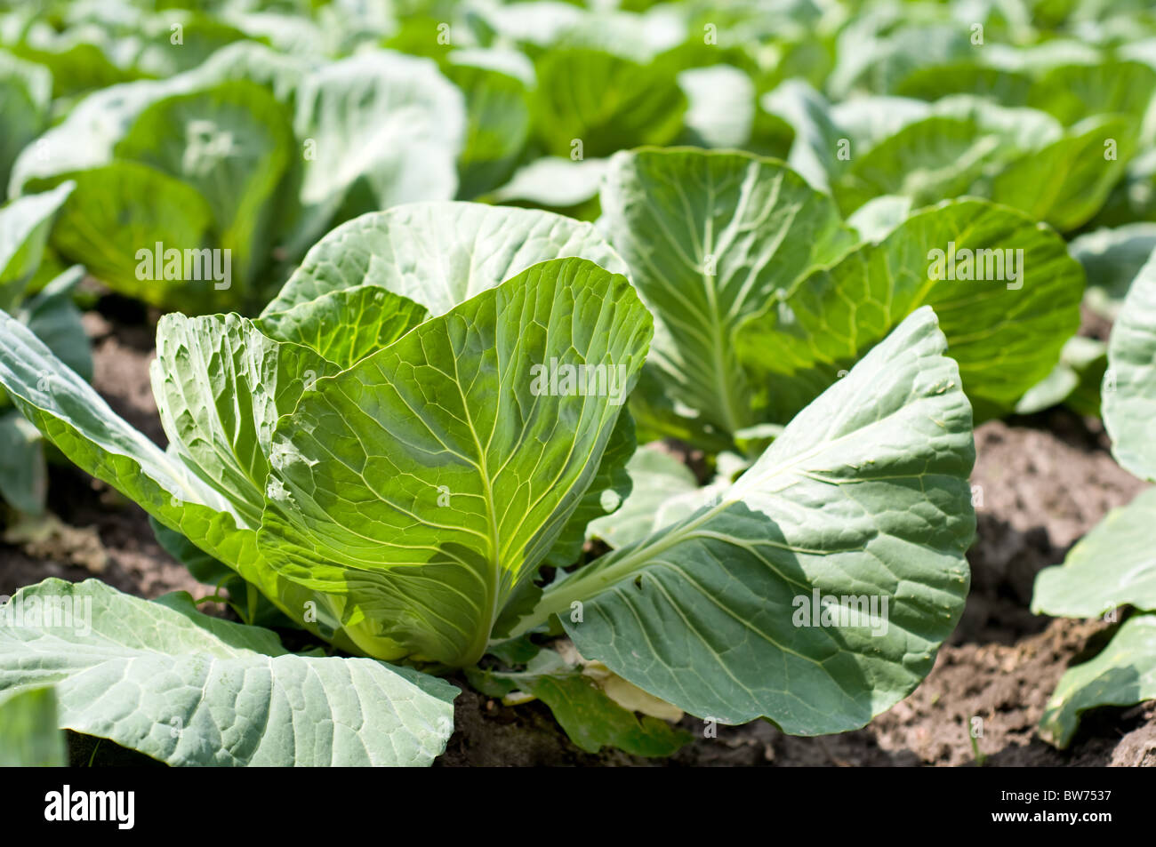 Teste di cavolo crescente nel campo Foto Stock