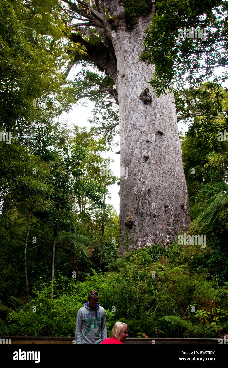 Kauris alberi,Tane Mahuta Tree,Waipoua Forest, terra del Nord Forest Park, Isola del nord della Nuova Zelanda Foto Stock