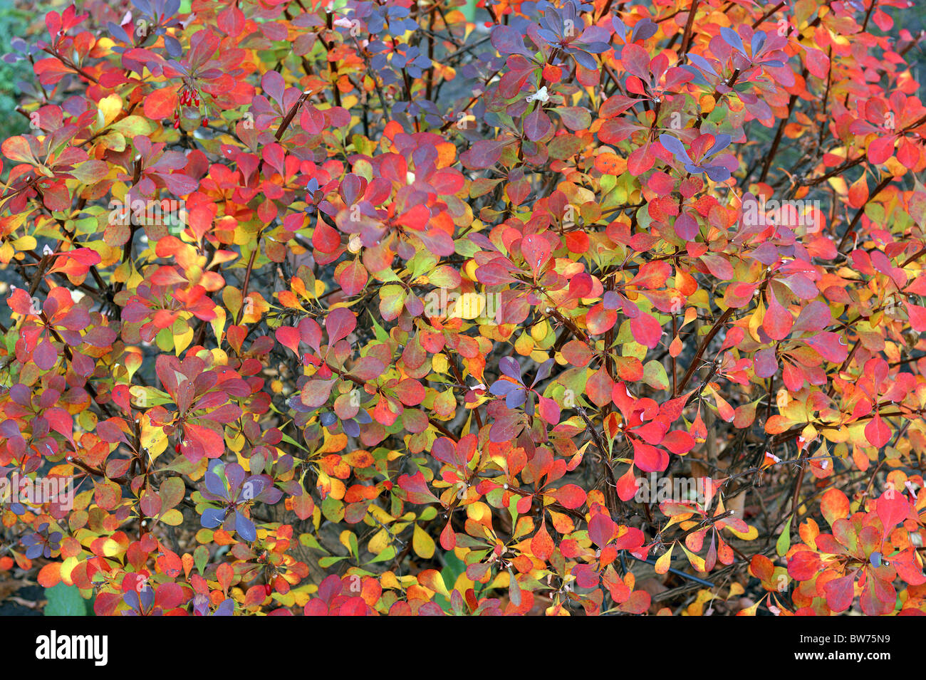 Berberis thunbergii multicolor Foglie di autunno fogliame Foto Stock