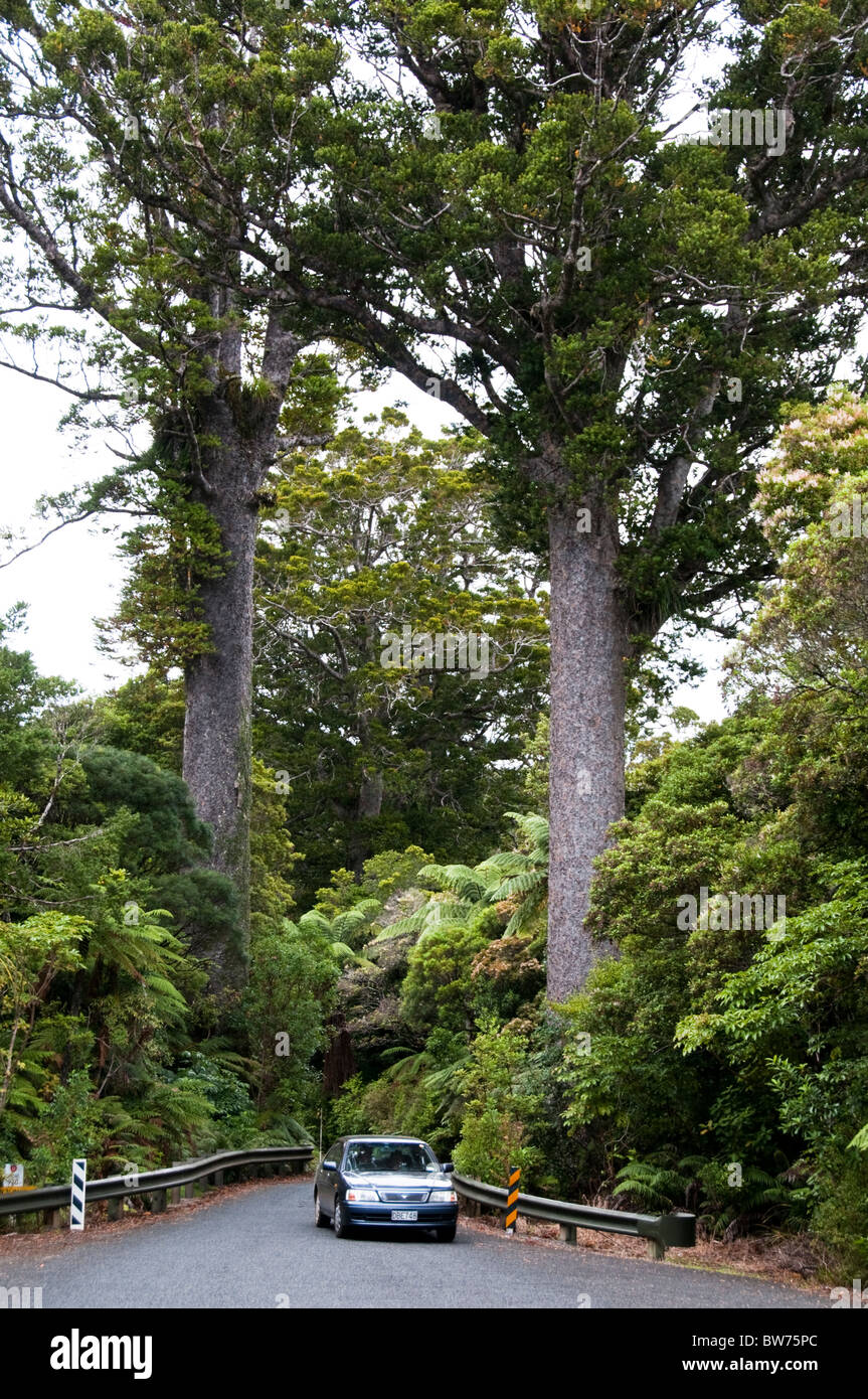 Kauris alberi,Darby e Joan fiancheggiano il SH 12, Waipoua Forest, terra del Nord Forest Park, Isola del nord della Nuova Zelanda Foto Stock