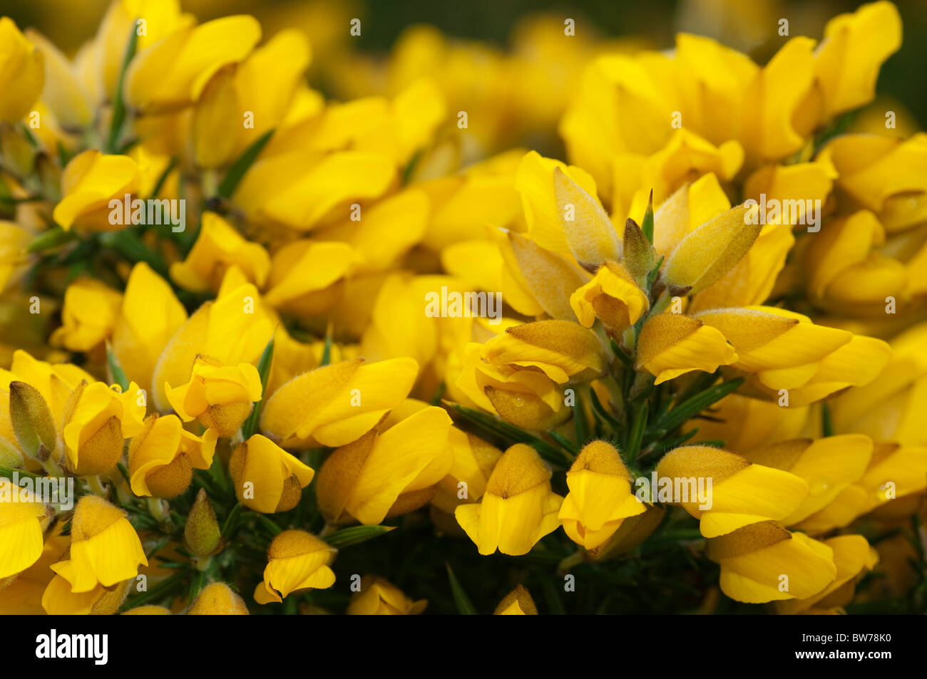 Furze, comune Gorse (Ulex Europaeus), fioritura ramoscello. Foto Stock