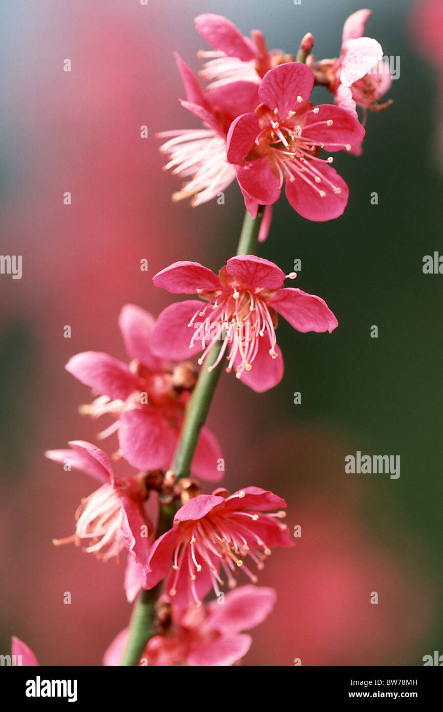 Albicocche giapponesi (Prunus mume), fioritura ramoscello, varietà: Beni-chi-dori. Foto Stock