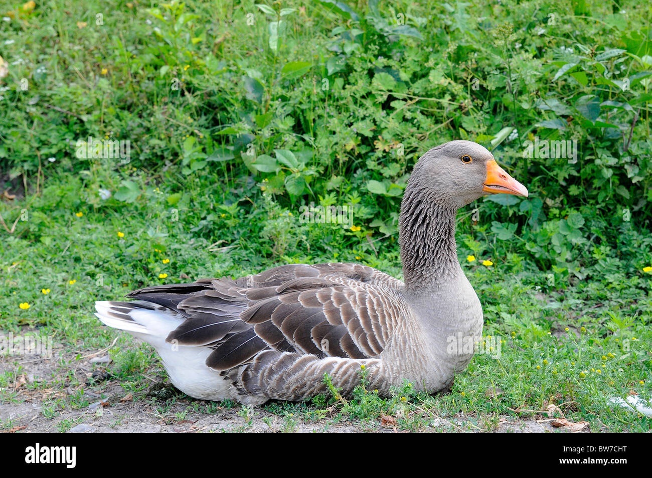 Vivere le anatre domestiche di erba Foto Stock