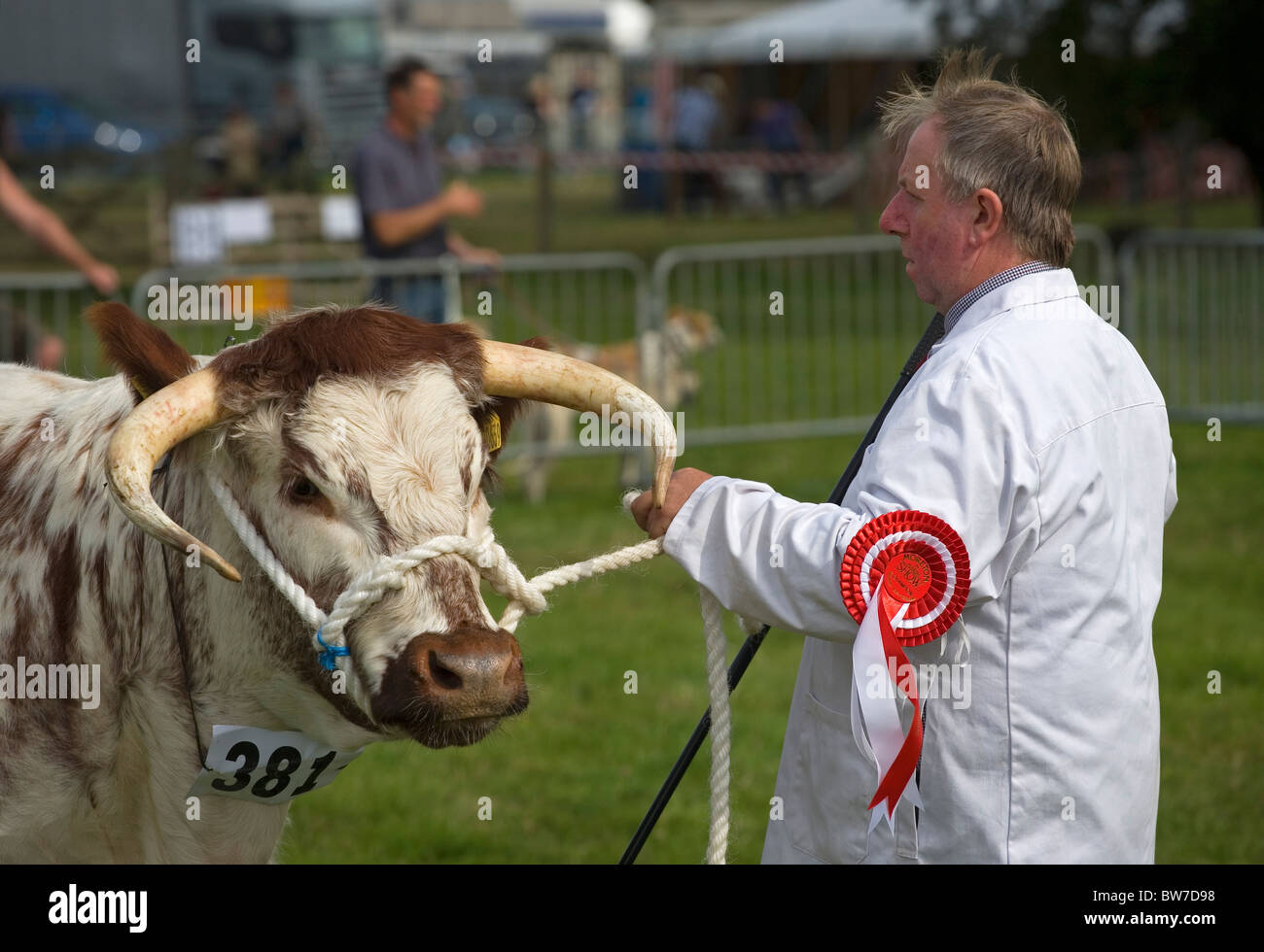 Prize-winning bull a una campagna mostra Foto Stock