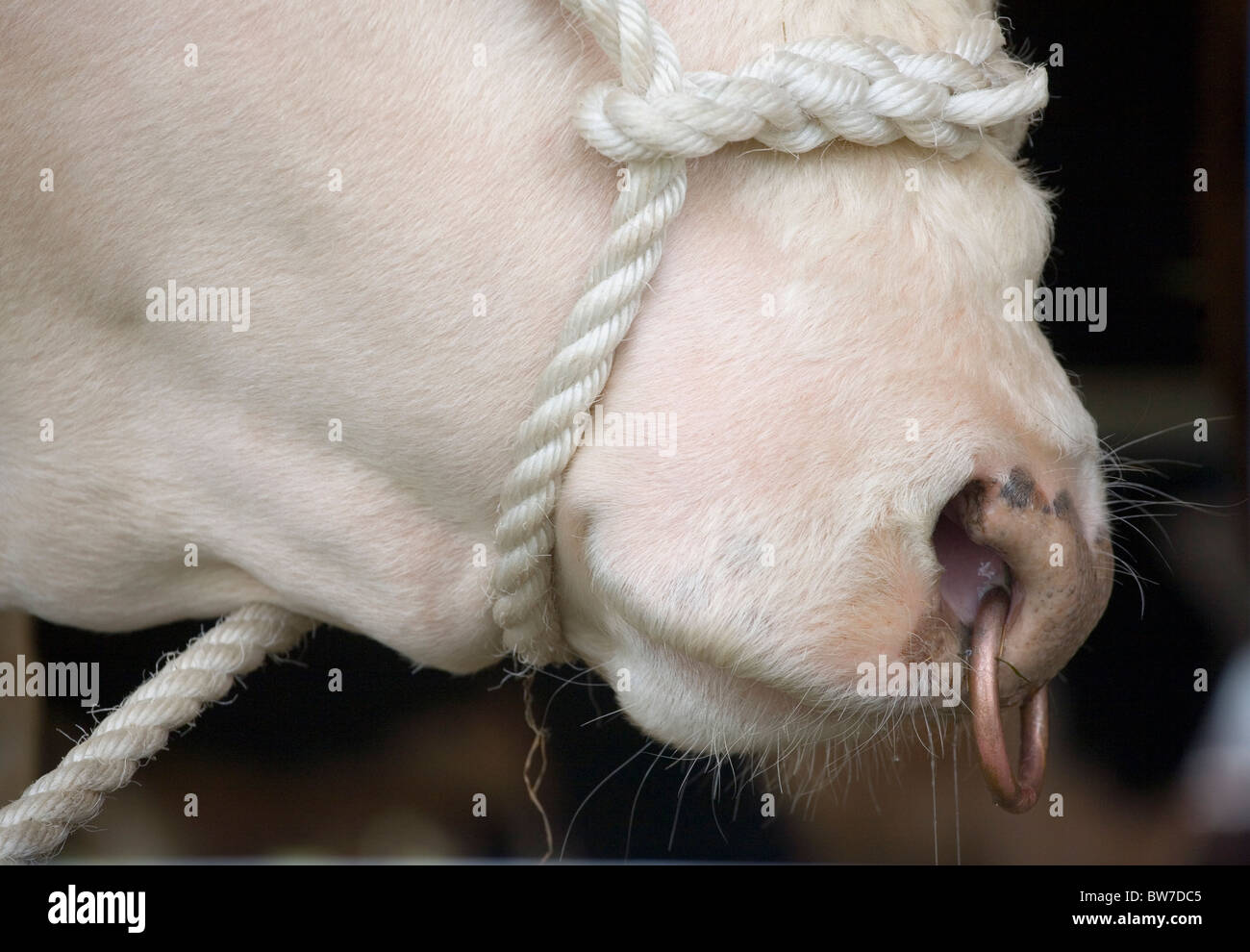 Toro di Hereford Foto Stock