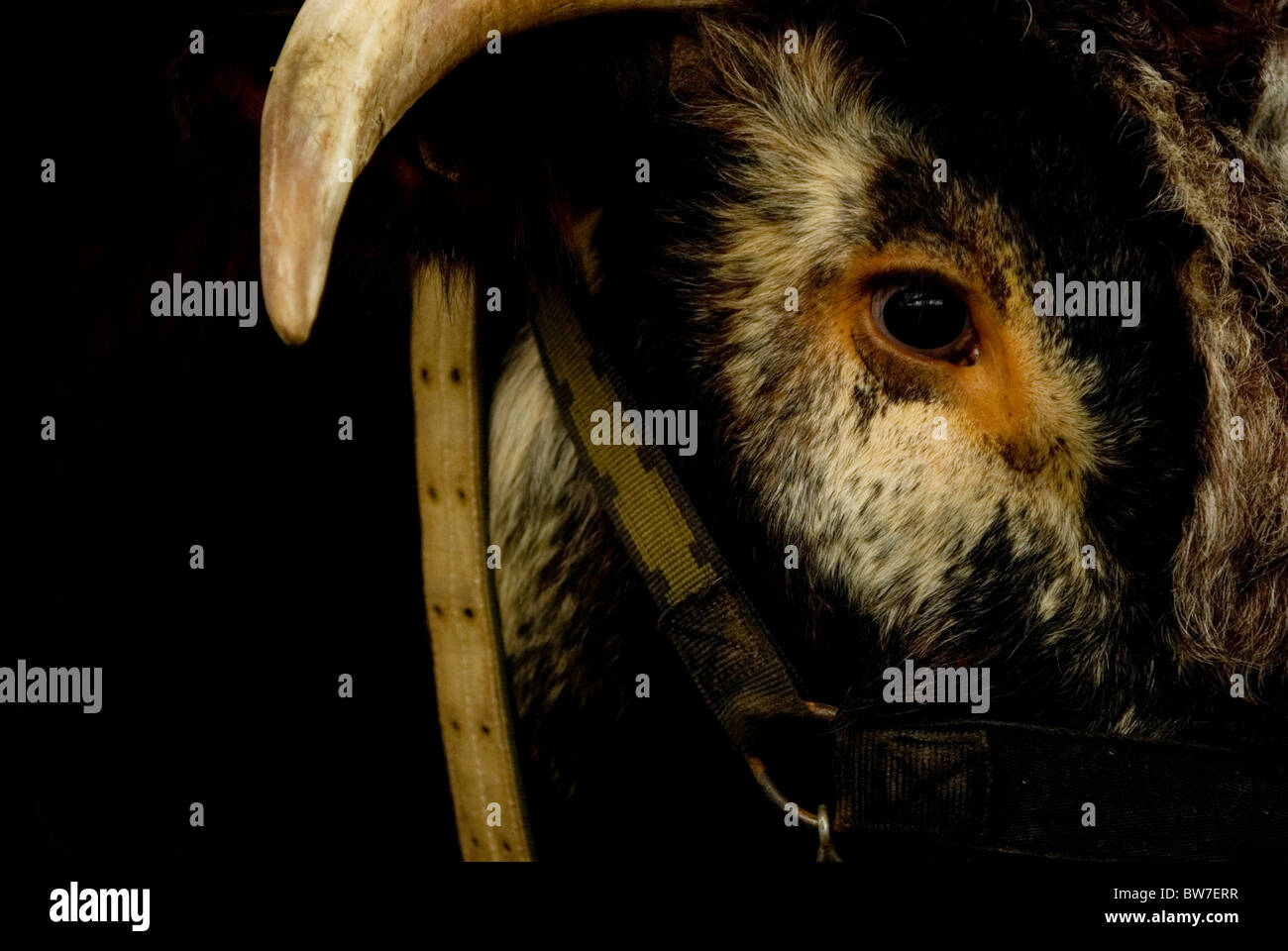 Close up di bull Foto Stock