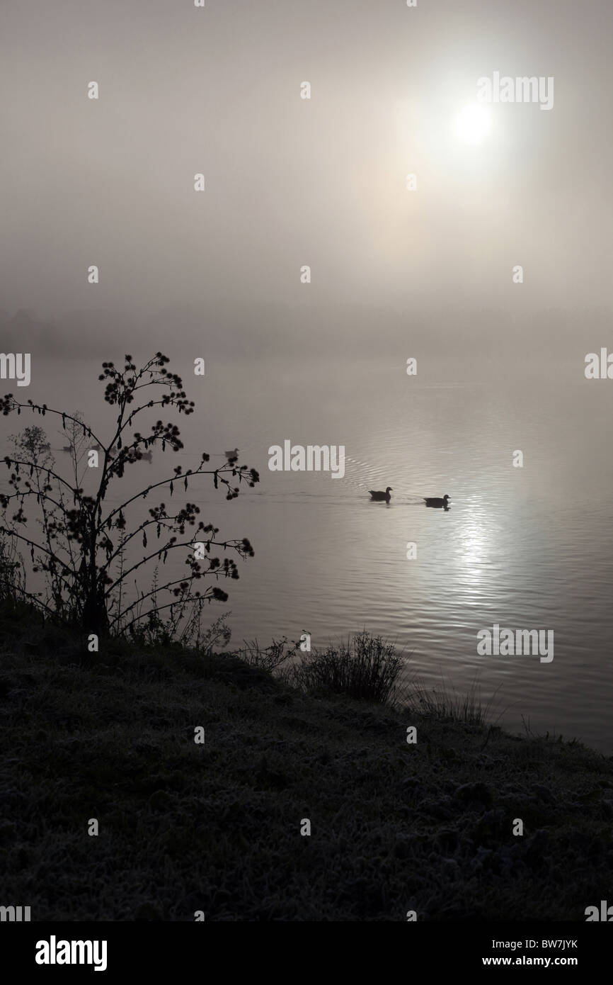 Due anatre nuotare attraverso un buio misty lago Foto Stock