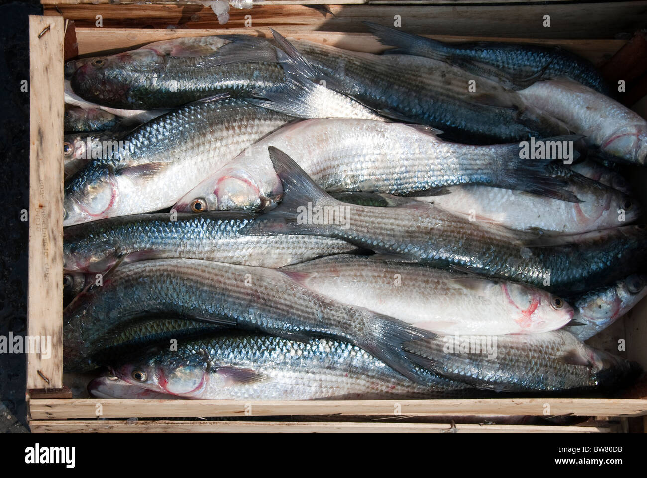 Cassa di pesce fresco catturato da una barca fuori Porta Garibaldi sul Delta del Po, Emilia Romagna, Italia Foto Stock