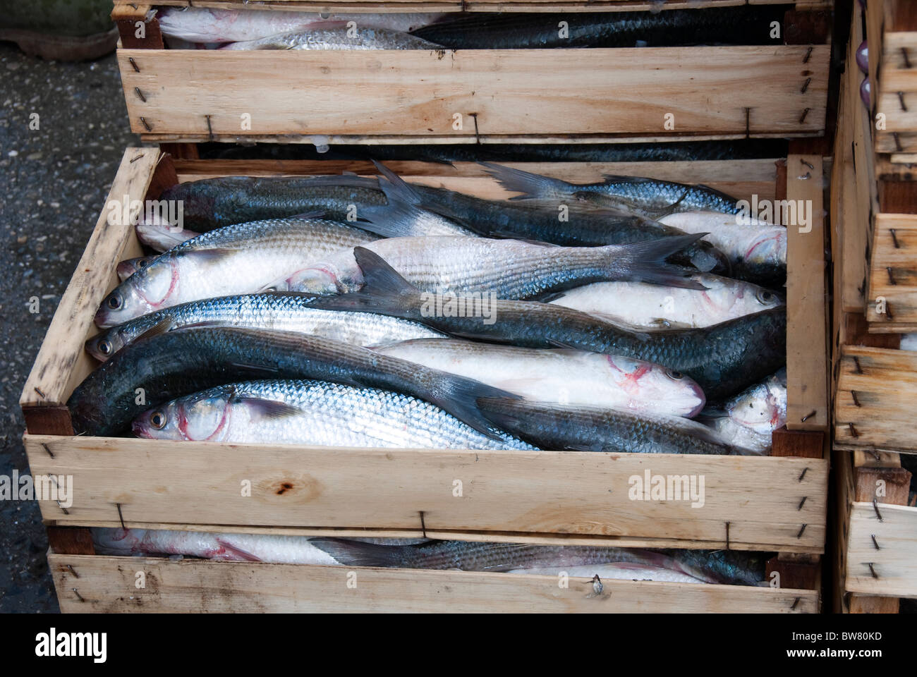 Cassa di pesce fresco catturato da una barca fuori Porta Garibaldi sul Delta del Po, Emilia Romagna, Italia Foto Stock