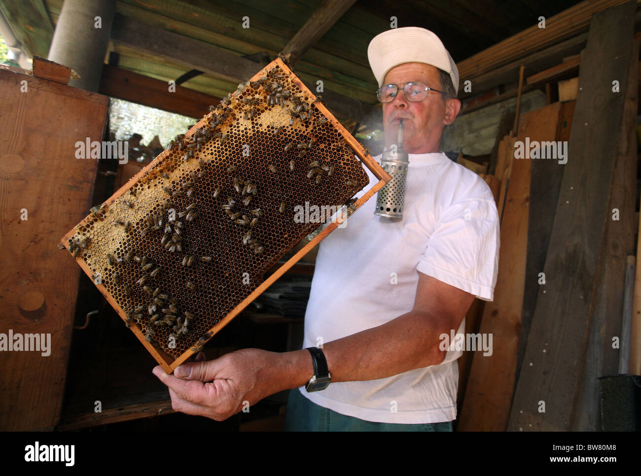 Controllo dell'apicoltore un alveare Foto Stock