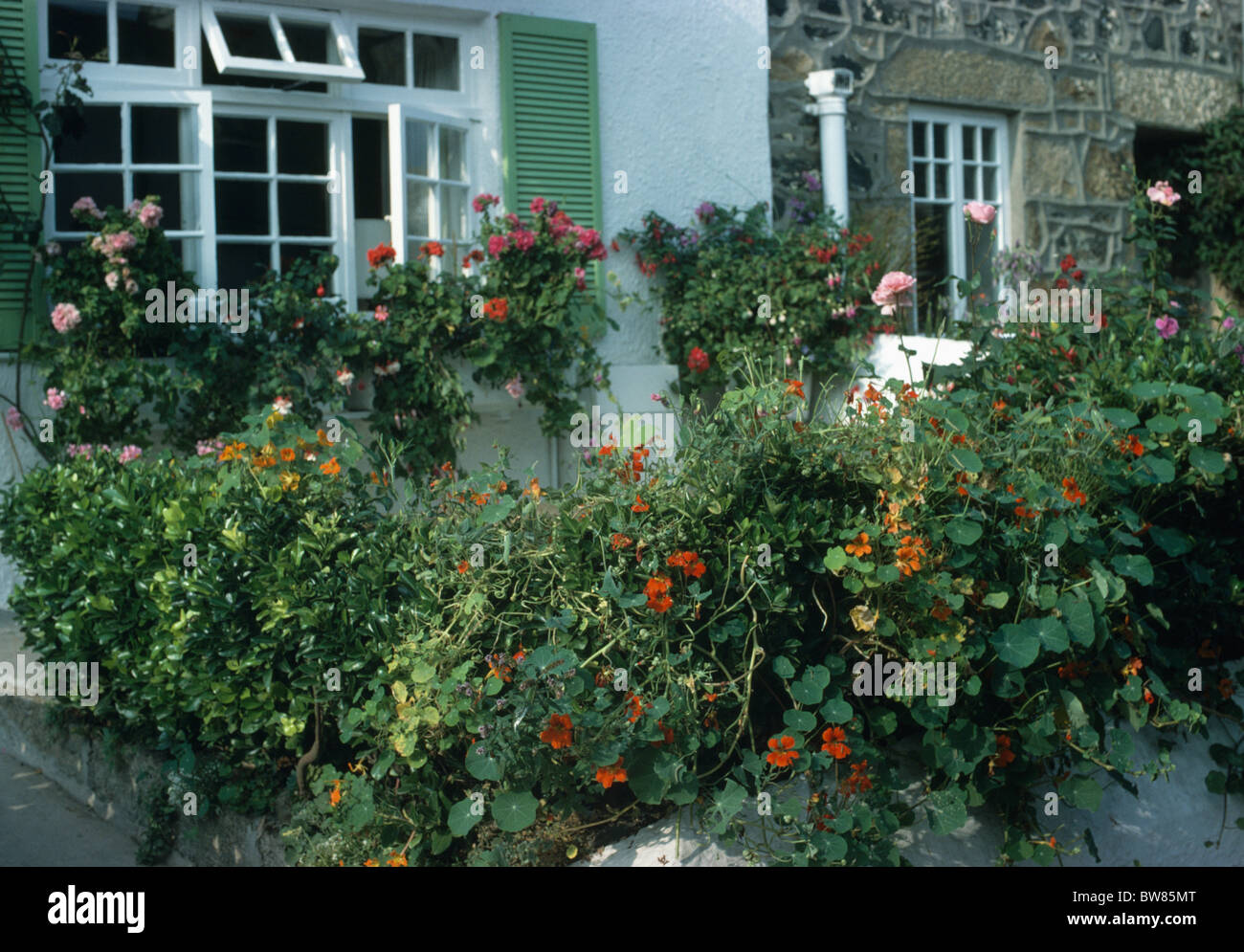 Orange nasturtiums il recinto sul davanti della piccola casa a schiera con persiane verdi Foto Stock