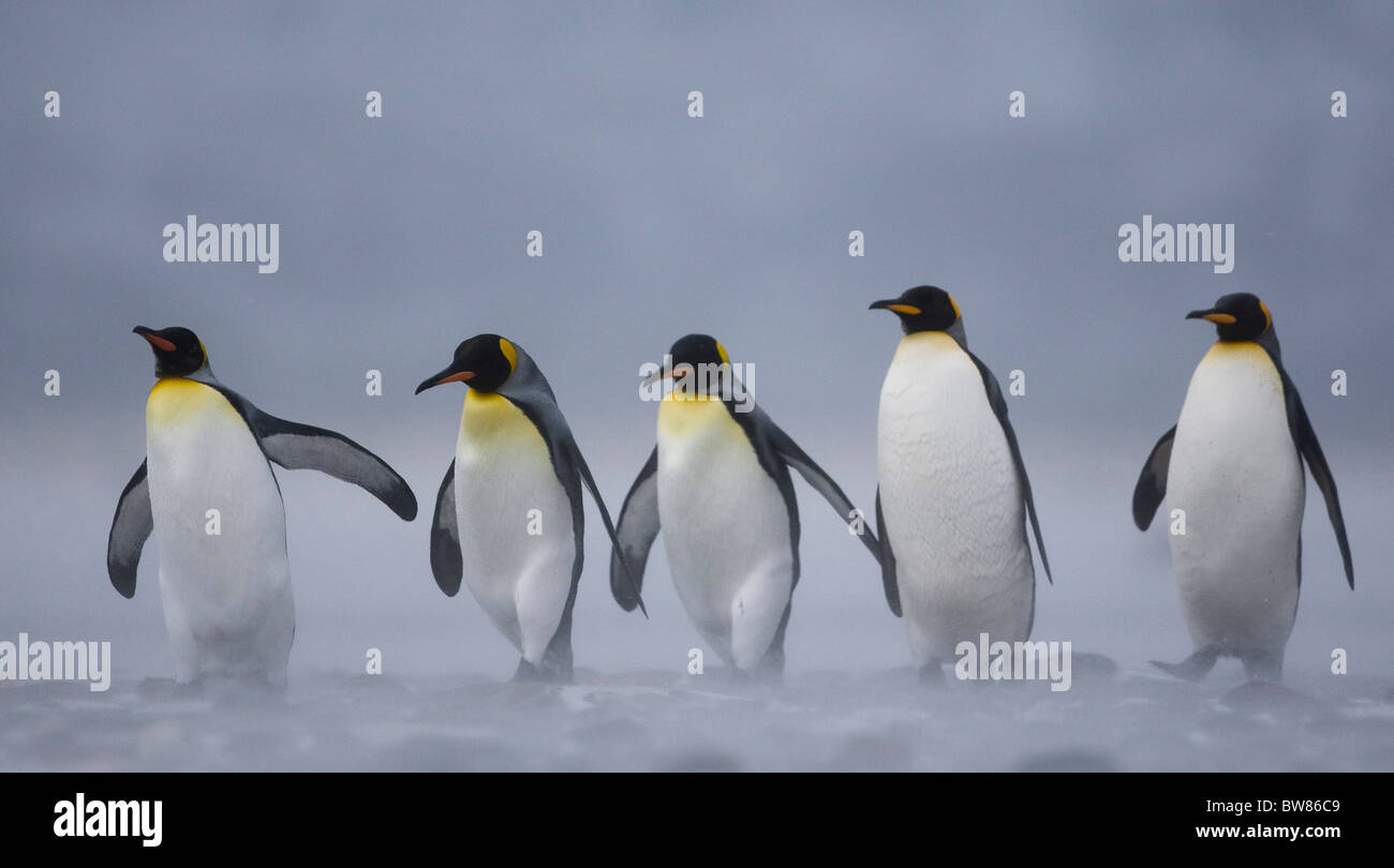 Pinguino reale (Aptenodytes patagonicus) gruppo nella tempesta di neve, Salisbury Plain, Georgia del Sud, l'Antartide. Novembre Foto Stock