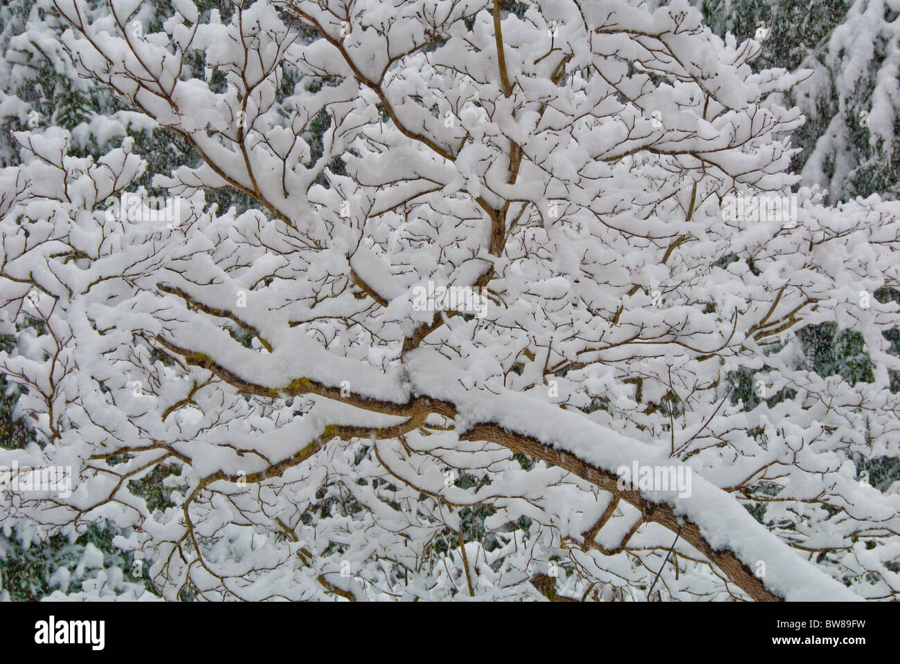 Coperta di neve rami di alberi in Asheville, North Carolina, STATI UNITI D'AMERICA Foto Stock