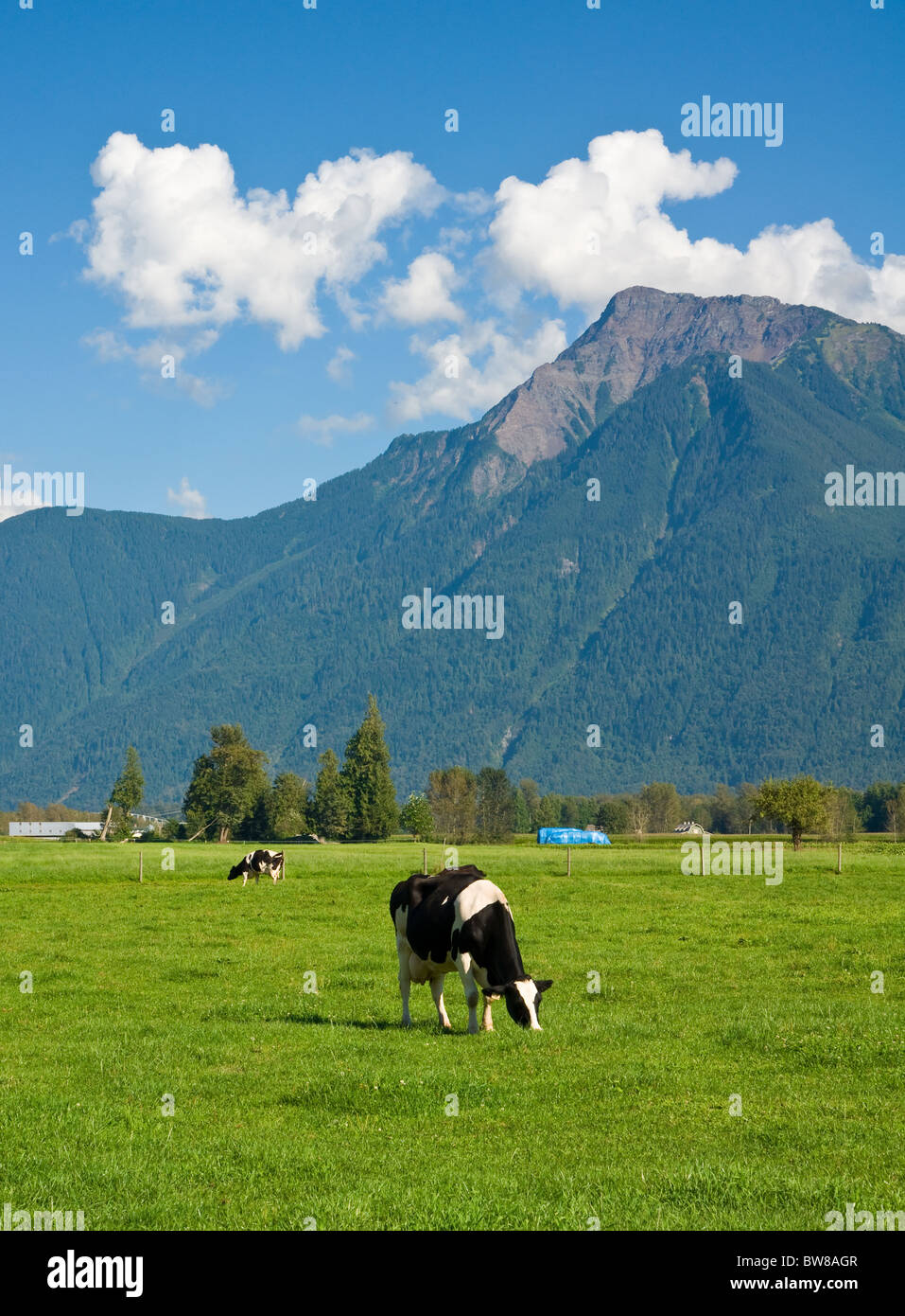 Holstein vacche da latte pascolano in pascoli erbosi con uno sfondo montano Foto Stock