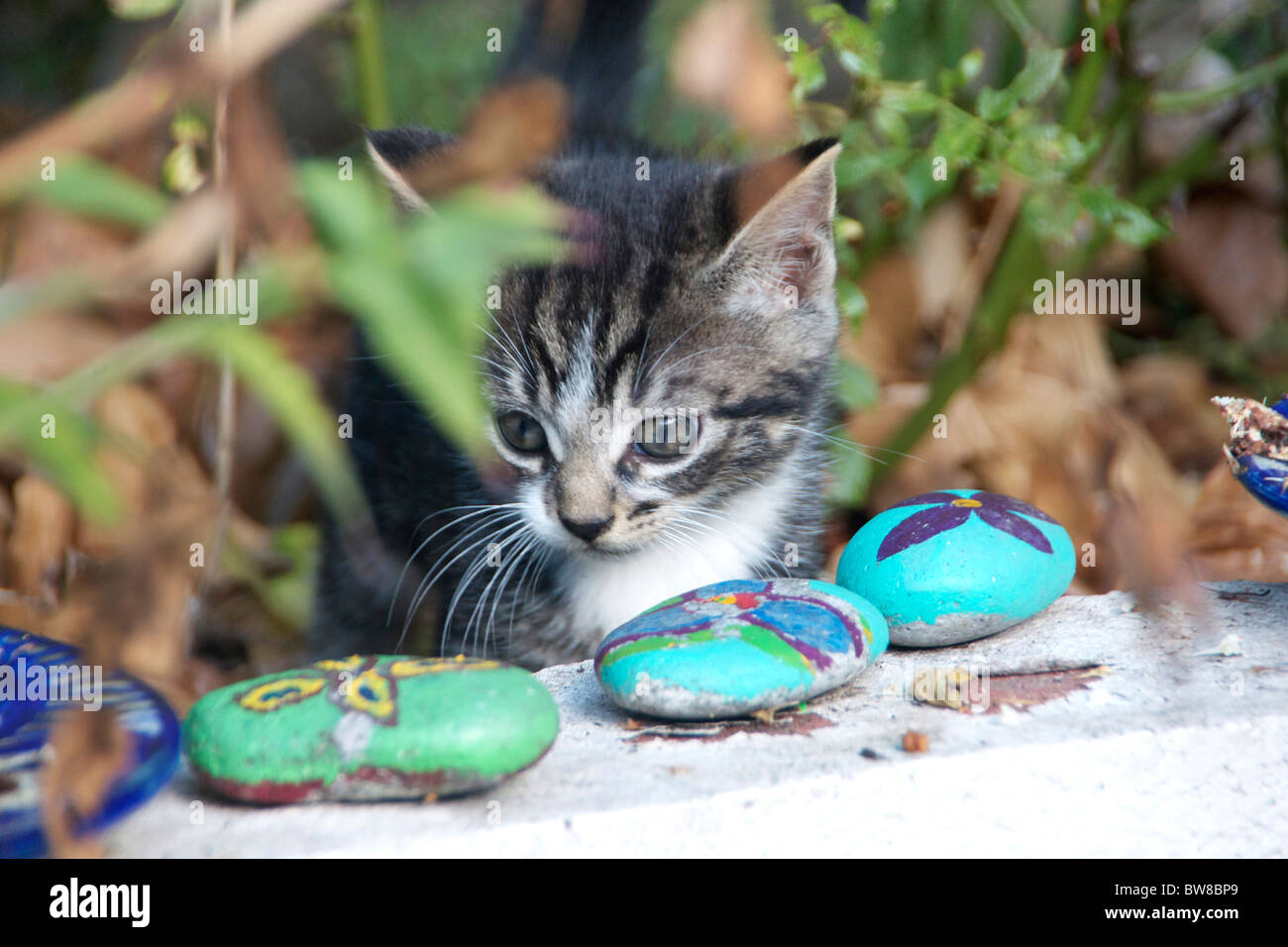 Carino gattino dell'età di circa due mesi cercando di sassi dipinti in giardino Foto Stock