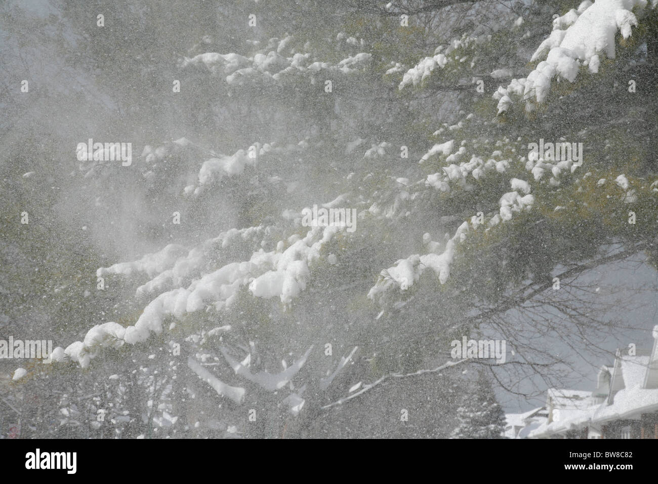 La neve soffia da alberi in inverno Foto Stock