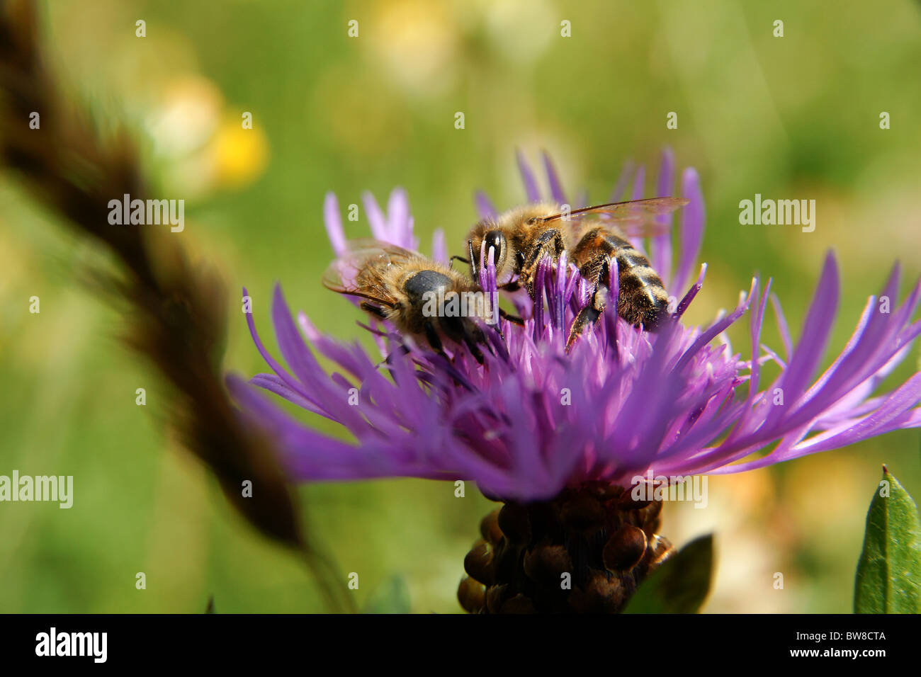 Close-up di bee onpink seduta di fiori di campo Foto Stock
