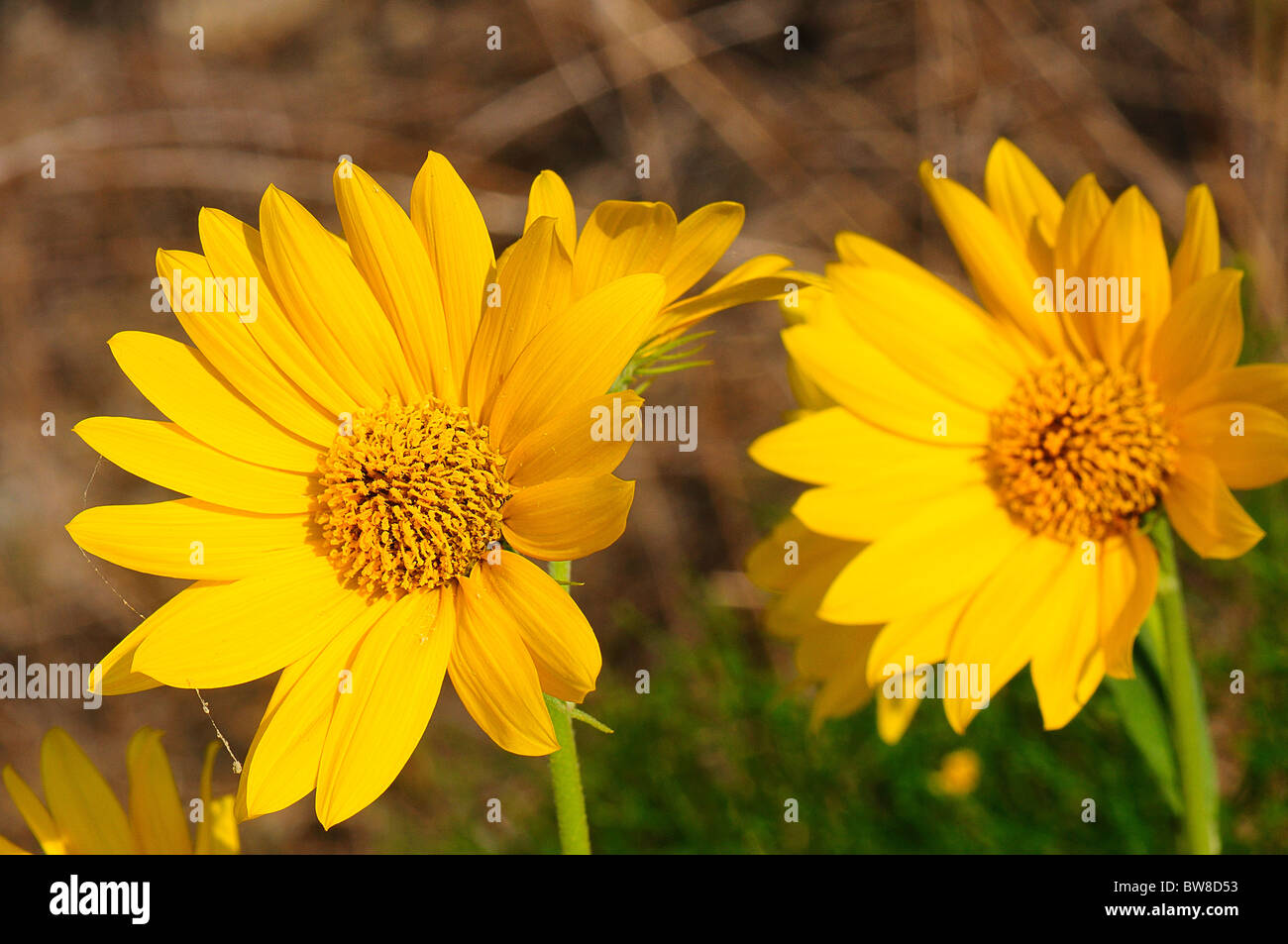 Massimiliano Girasole Foto Stock