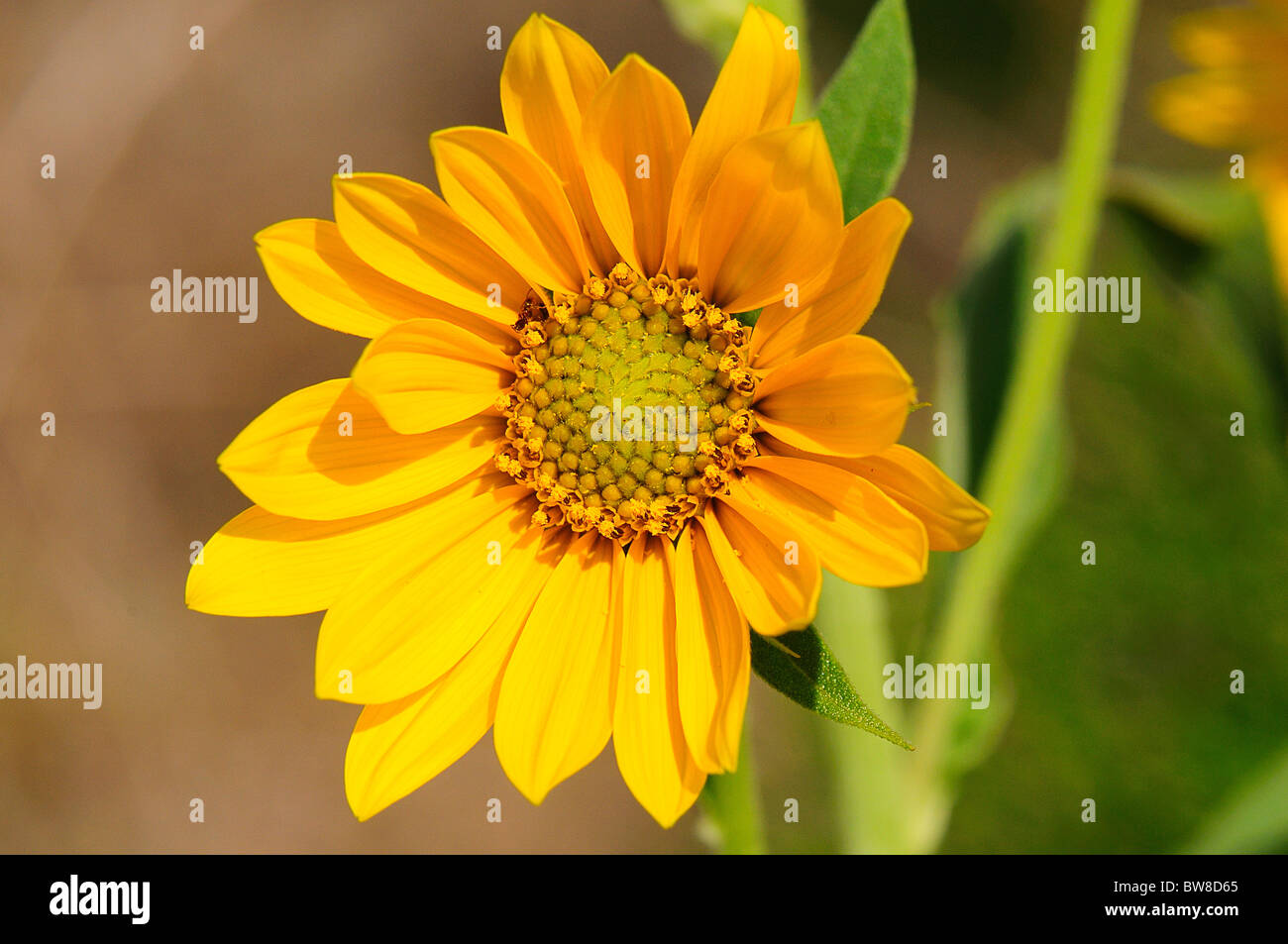 Massimiliano Girasole Foto Stock