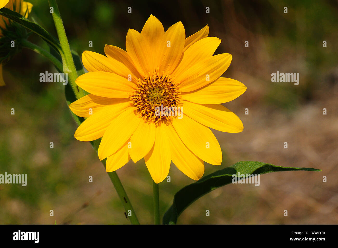 Massimiliano Girasole Foto Stock