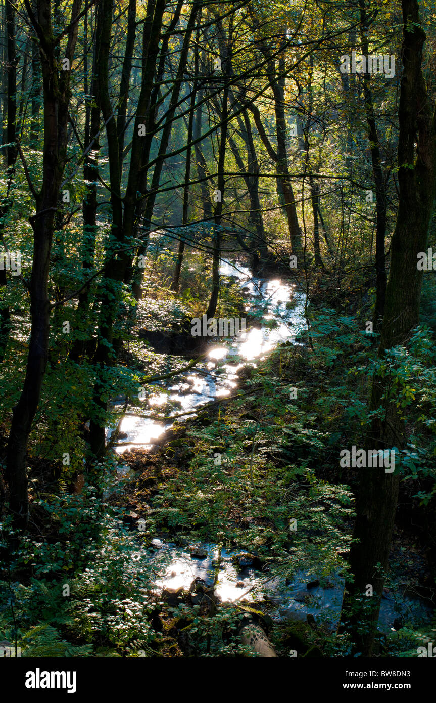Holcombe Brook Flowing attraverso boschi Redisher Foto Stock