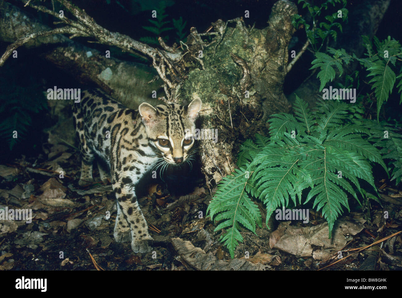 Margay (da Leopardo wiedii) Spotted cat nativo di foreste pluviali del Centro e Sud America, captive. Foto Stock